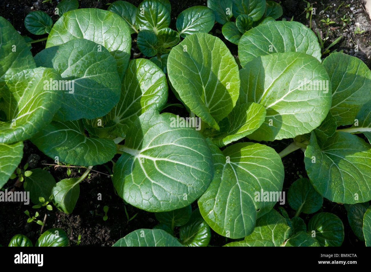 Le Bok choy tige blanche Nom scientifique Brassica rapa chinensis Banque D'Images