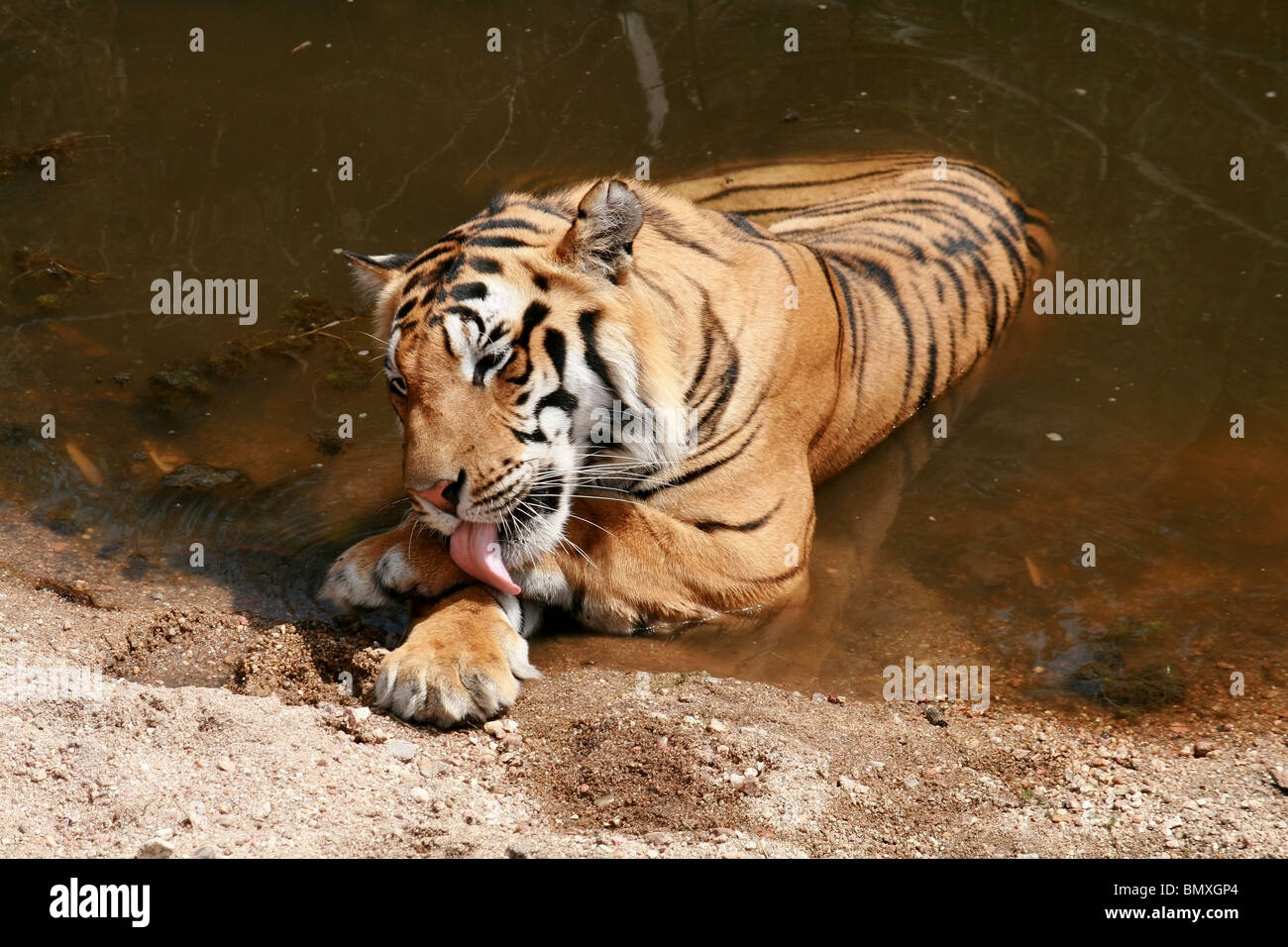 Un jeune tigre mâle de lécher sa patte dans un trou d'eau dans Kanha National Park, Inde Banque D'Images