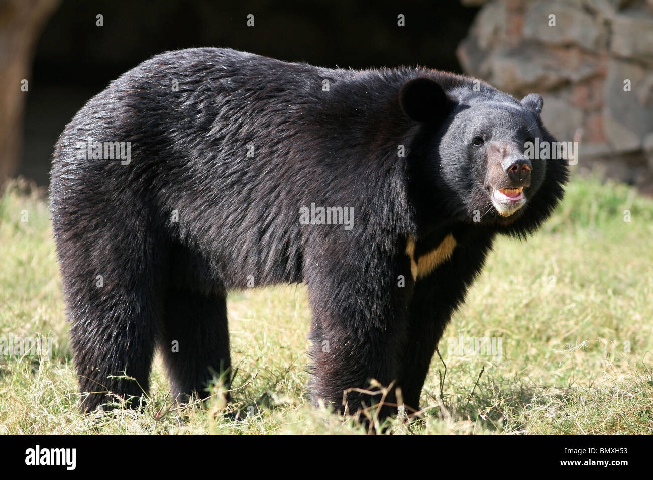 Ours Noir Asiatique Banque D Image Et Photos Alamy