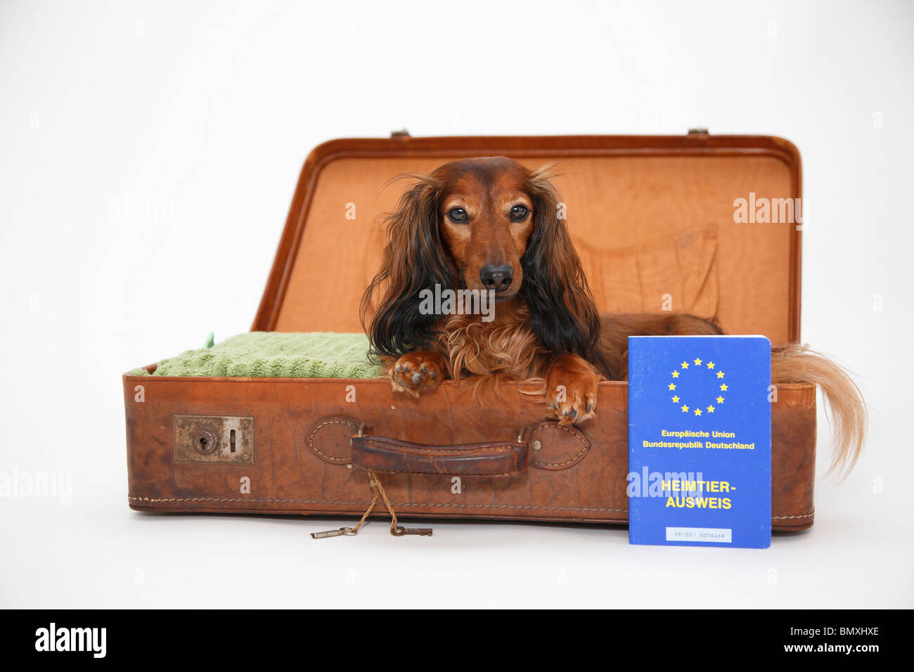 Teckel à poil long, poil long chien saucisse, chien domestique (Canis lupus f. familiaris), couché dans une valise ouverte avec un animal de compagnie Banque D'Images