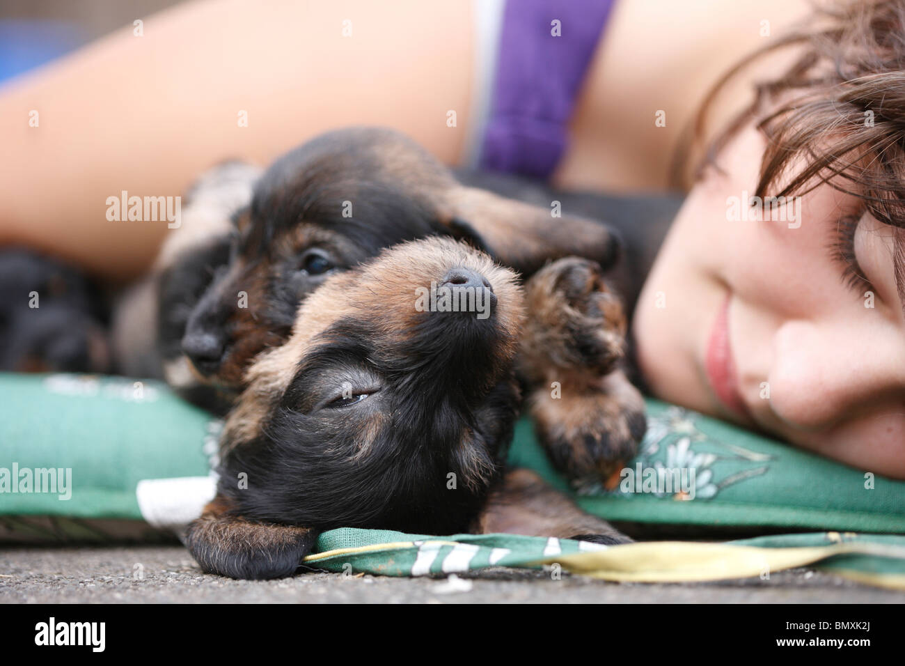 Teckel à poil dur, chien saucisse à poil dur, chien domestique (Canis lupus f. familiaris), quelques 6 semaines 1994-2000 à poil Banque D'Images