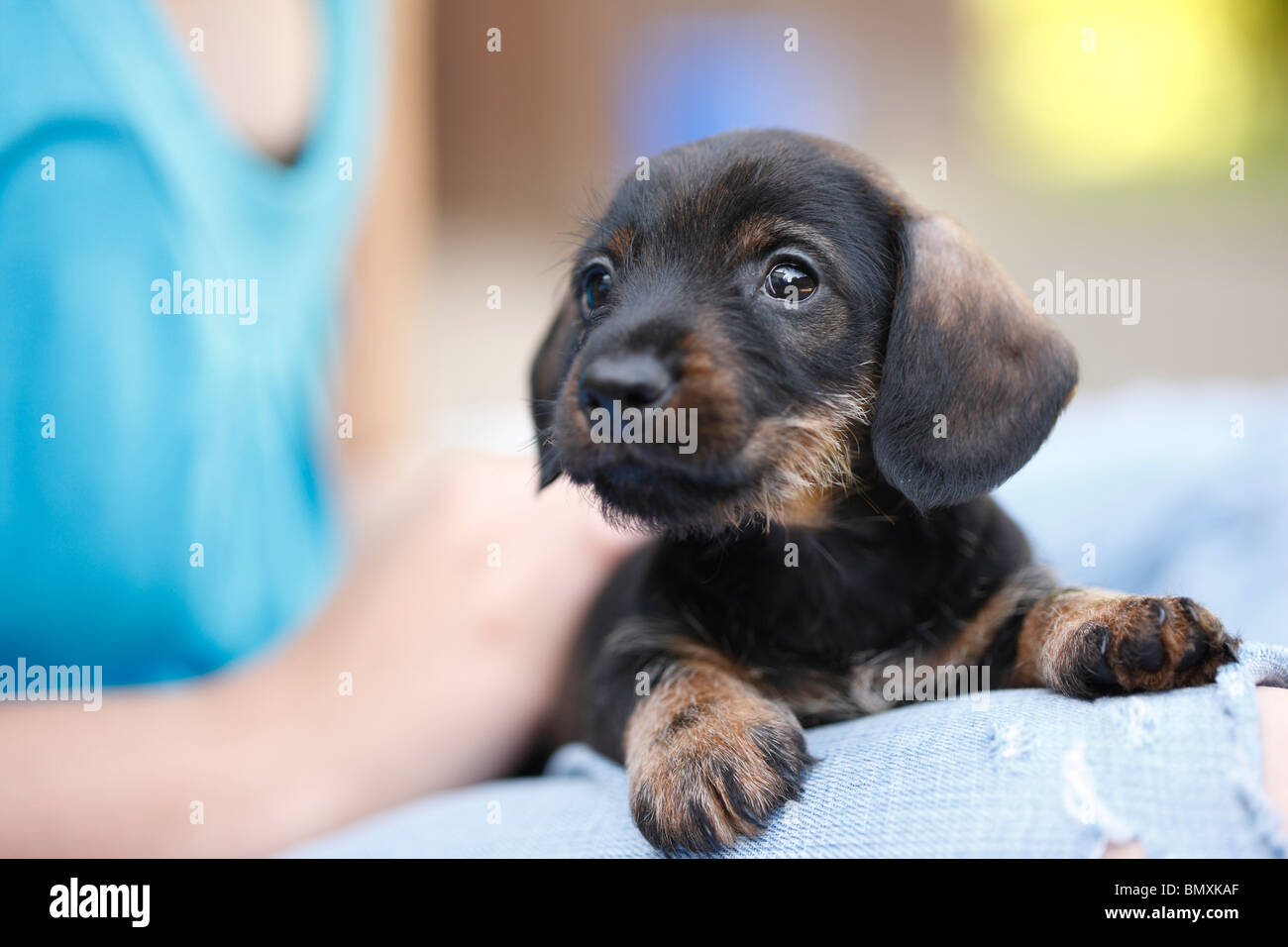 Top 10 Des Chiens Les Plus Populaires Au Japon Sushi Et