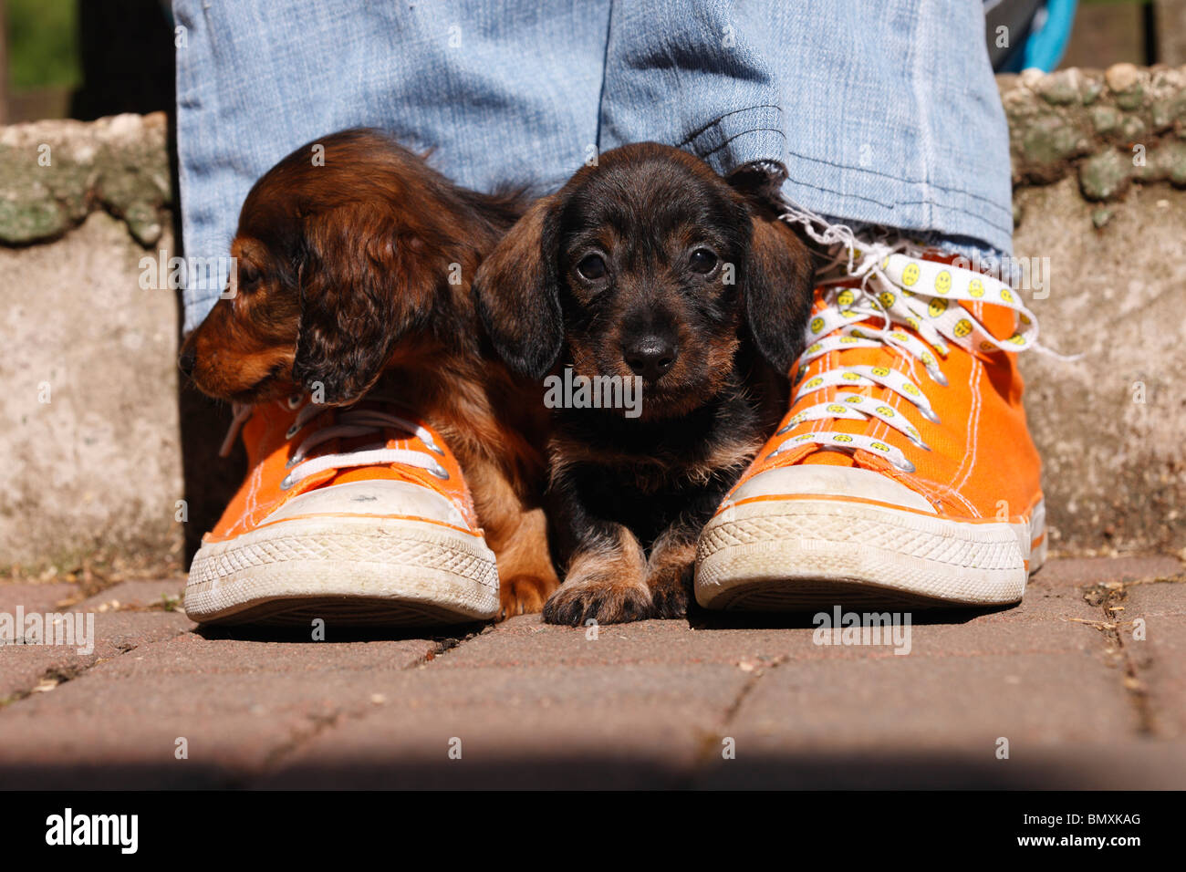 Teckel à poil long, poil long chien saucisse, chien domestique (Canis lupus f. familiaris), deux 6 semaines vieux chien saucisse miniature Banque D'Images