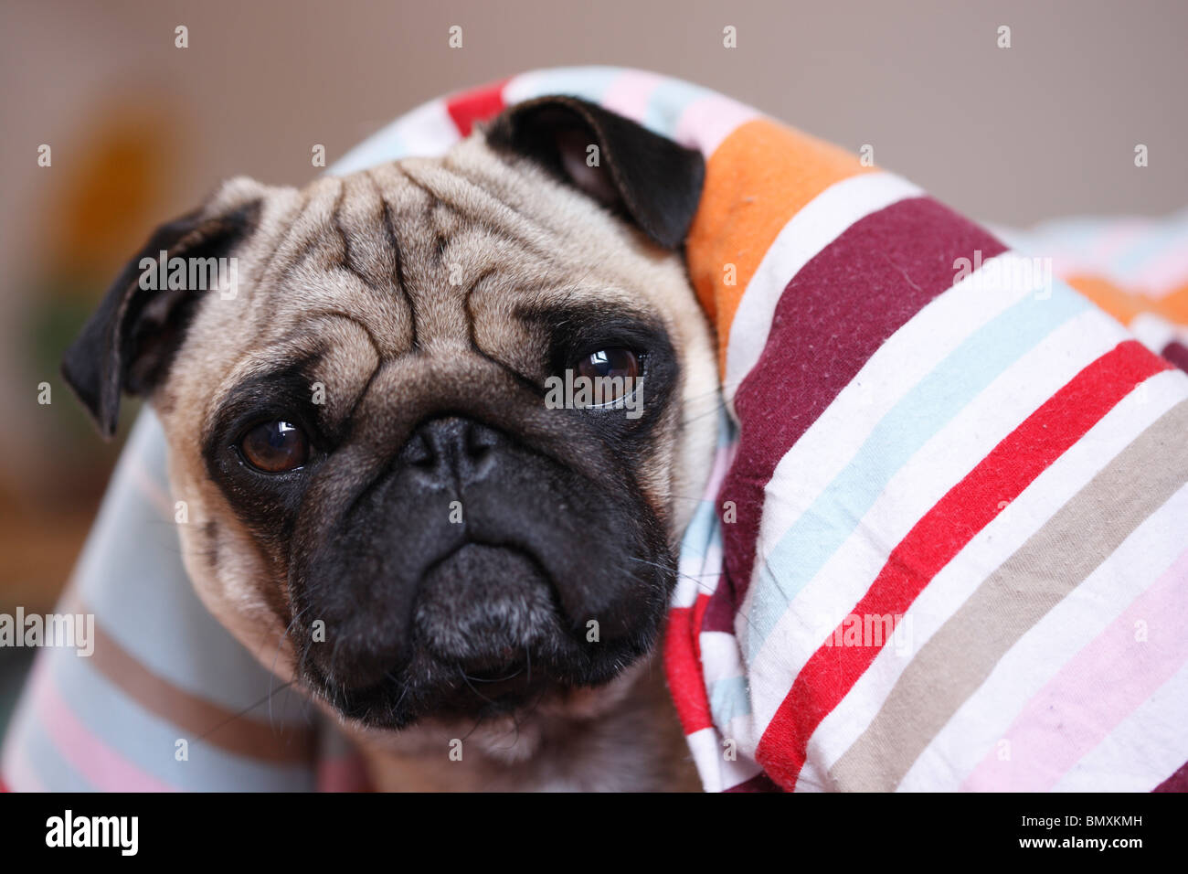 Le PUG (Canis lupus f. familiaris), étendu sur un lit à la recherche de sous les draps Banque D'Images