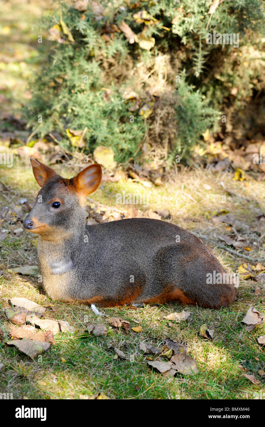 À Pudu Le zoo de Twycross. Les mondes plus petit type de Deer Banque D'Images