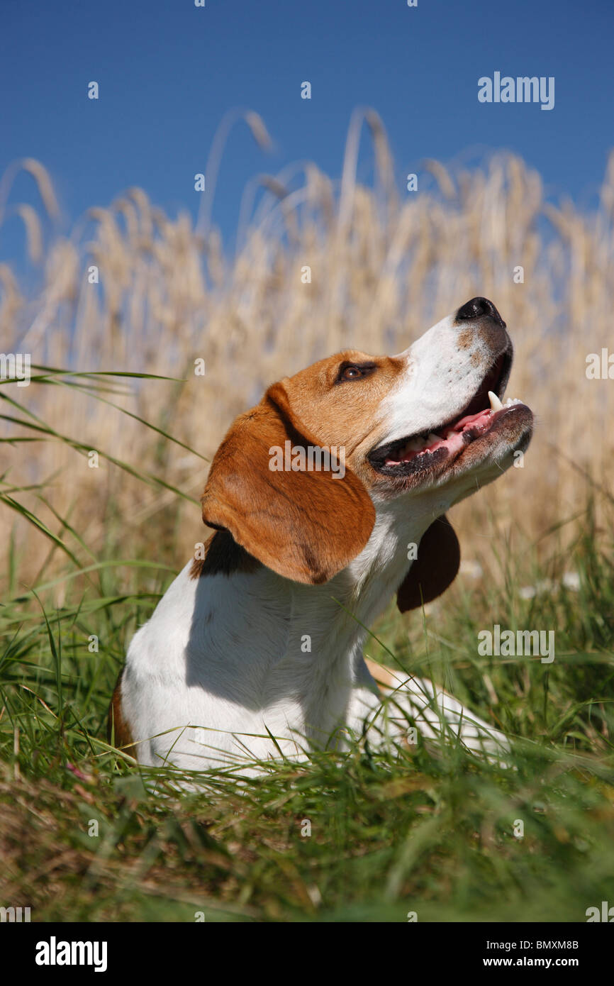 Beagle (Canis lupus f. familiaris), assis dans l'herbe au bord d'un champ de céréales mûrs jusqu'à Banque D'Images