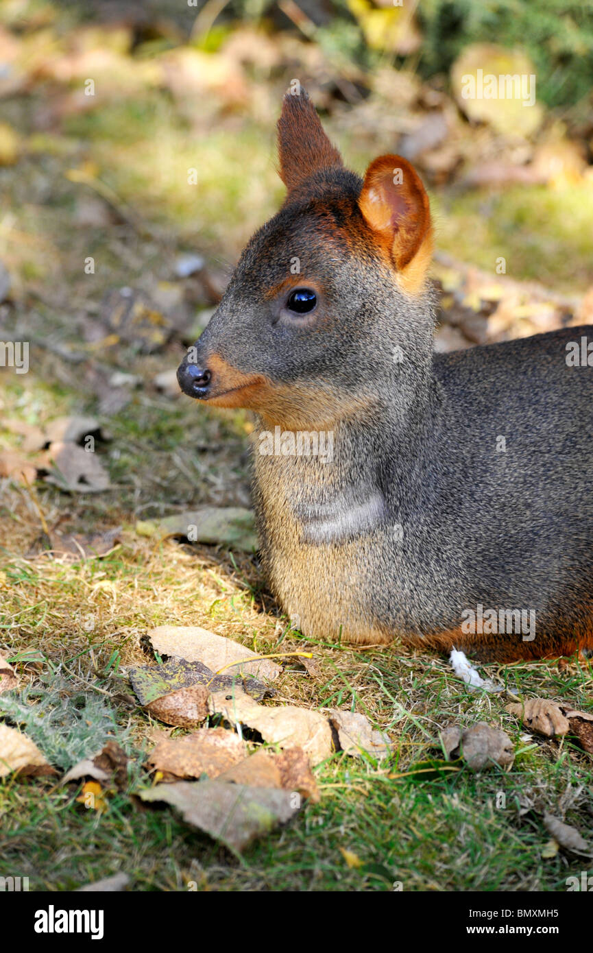 À Pudu Le zoo de Twycross. Les mondes plus petit type de Deer Banque D'Images