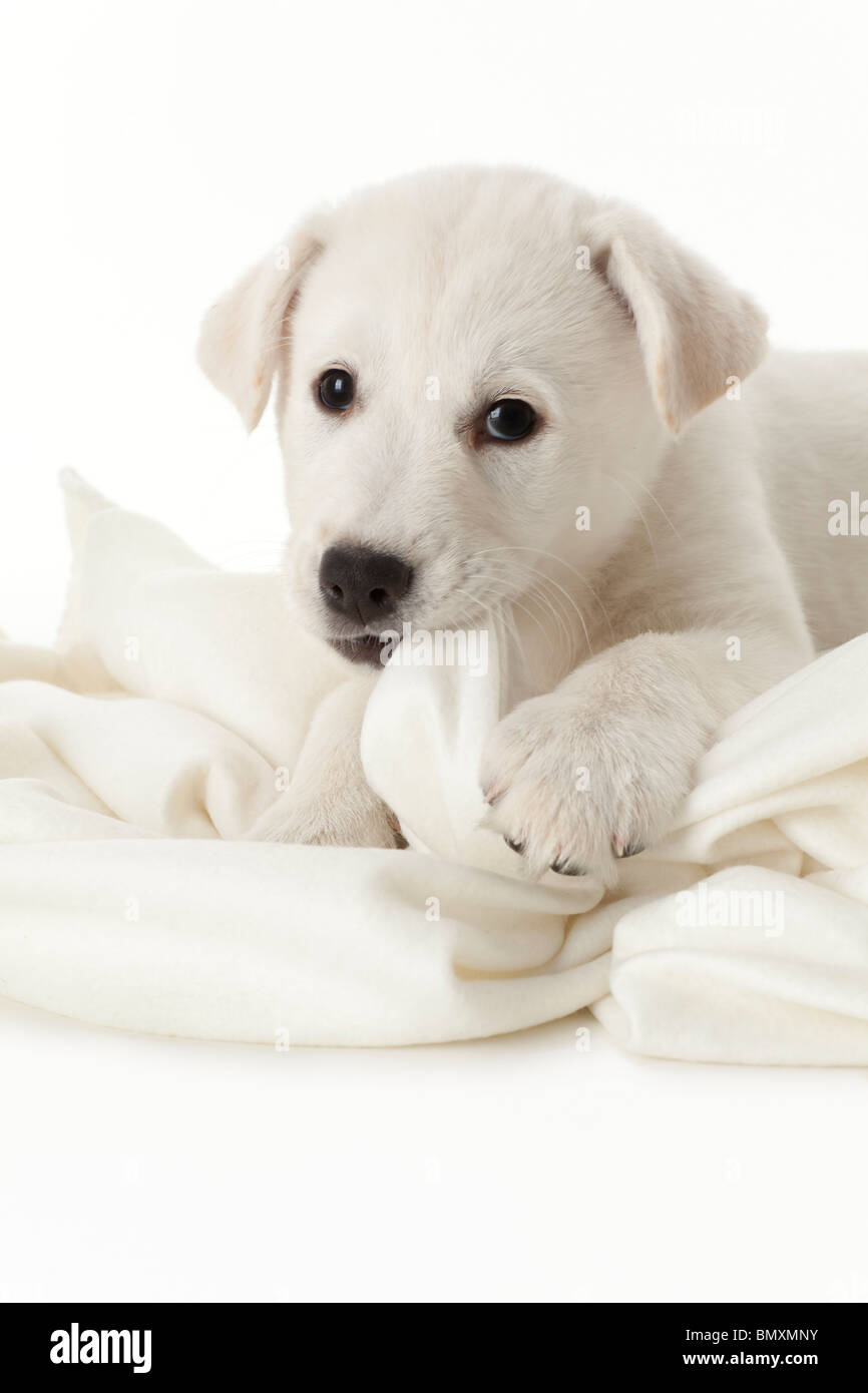 Mignon chiot blanc sur fond blanc Banque D'Images