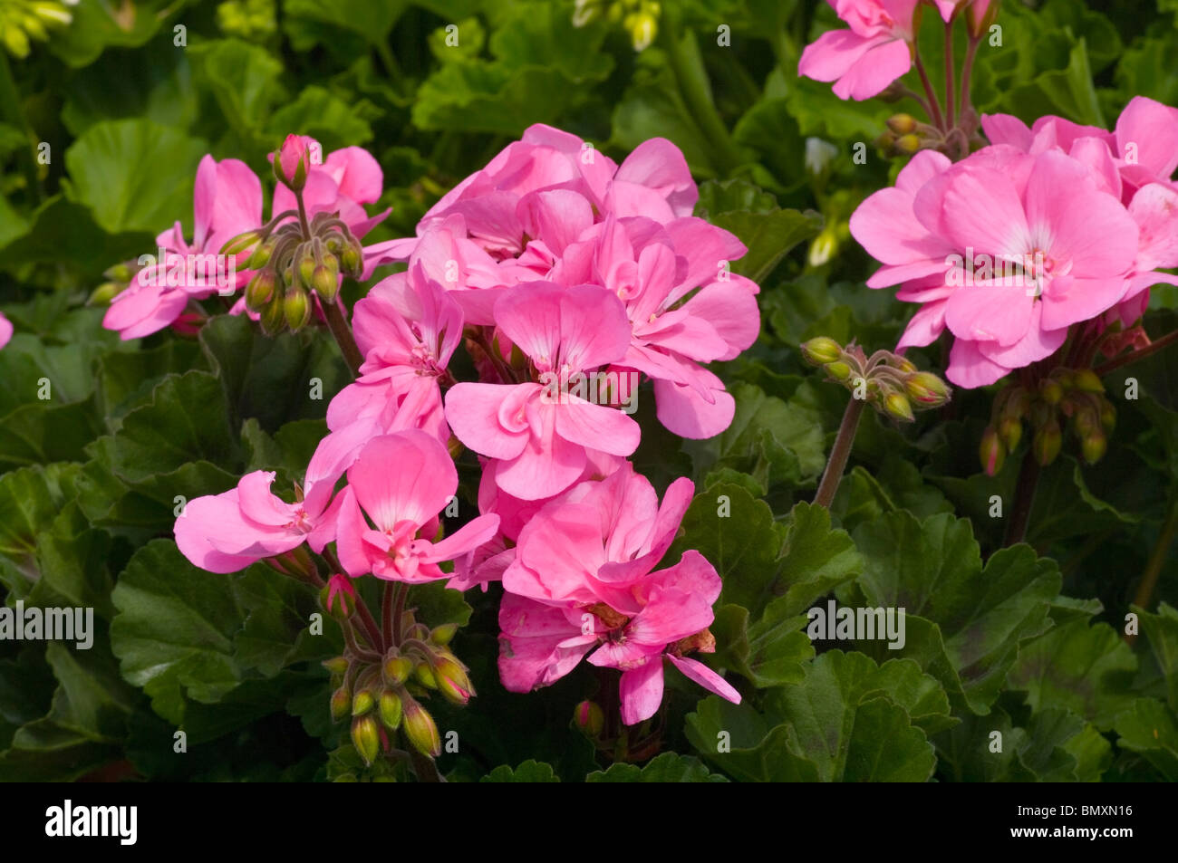 Pélargonium rose Banque D'Images