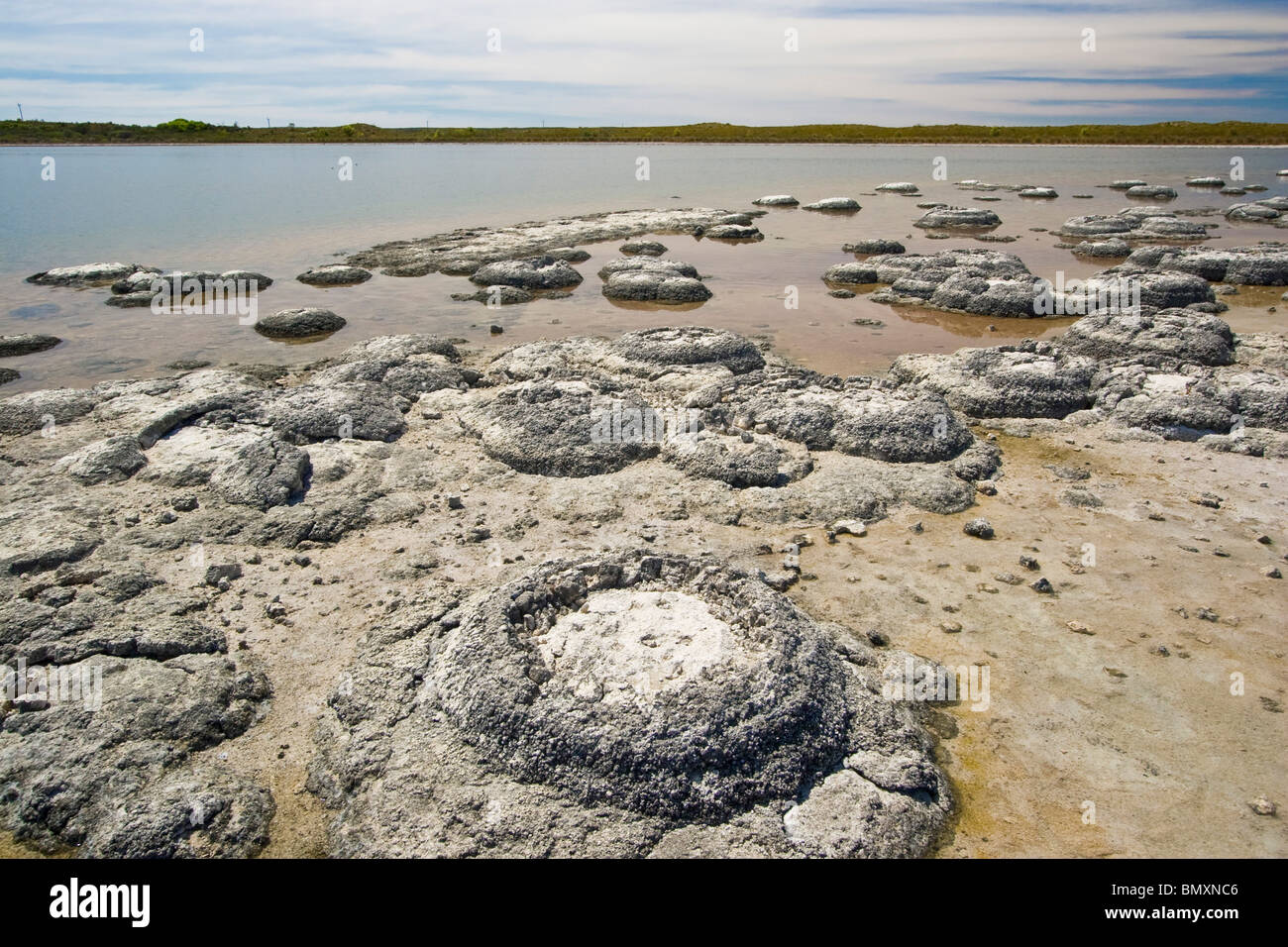 Les stromatolites, les tapis microbiens du dépôt de CaCO3, une des plus anciennes formes de vie, lac Thetis, Cervantès, l'ouest de l'Australie Banque D'Images