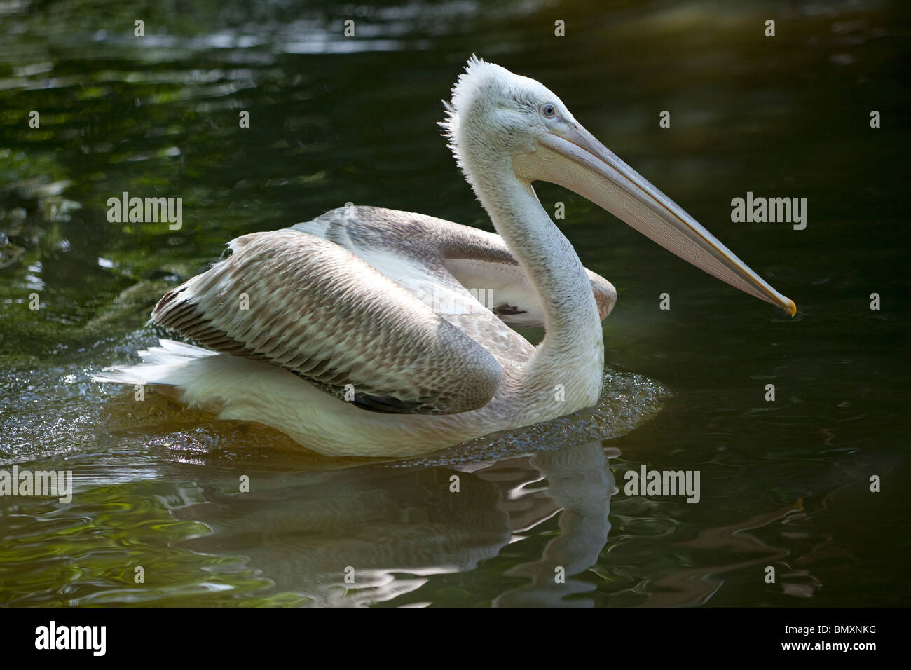 Le pélican blanc nageant dans un étang Banque D'Images