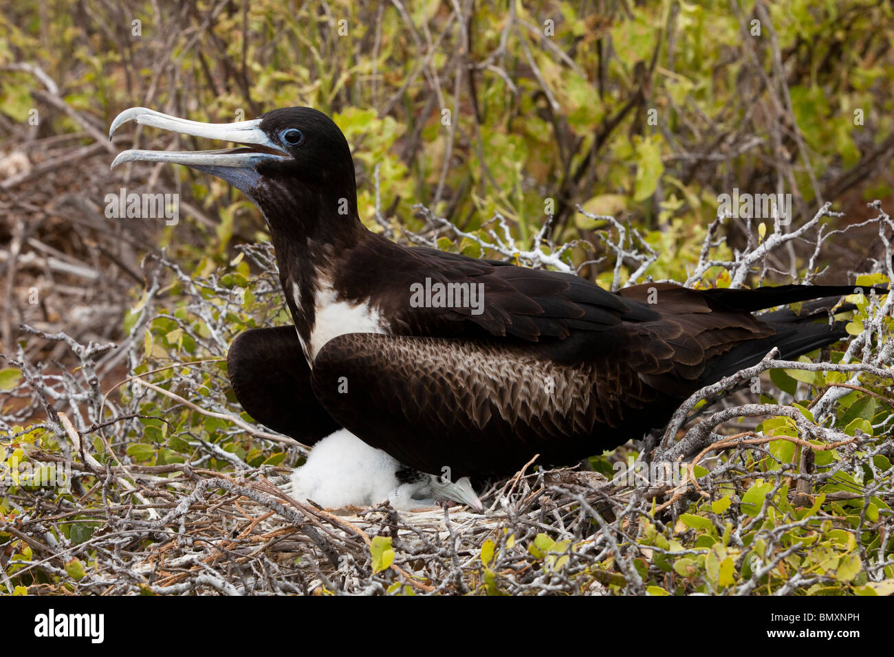 Une frégate superbe sur son nid avec un poussin sur l'île Seymour Nord dans les îles Galapagos Banque D'Images