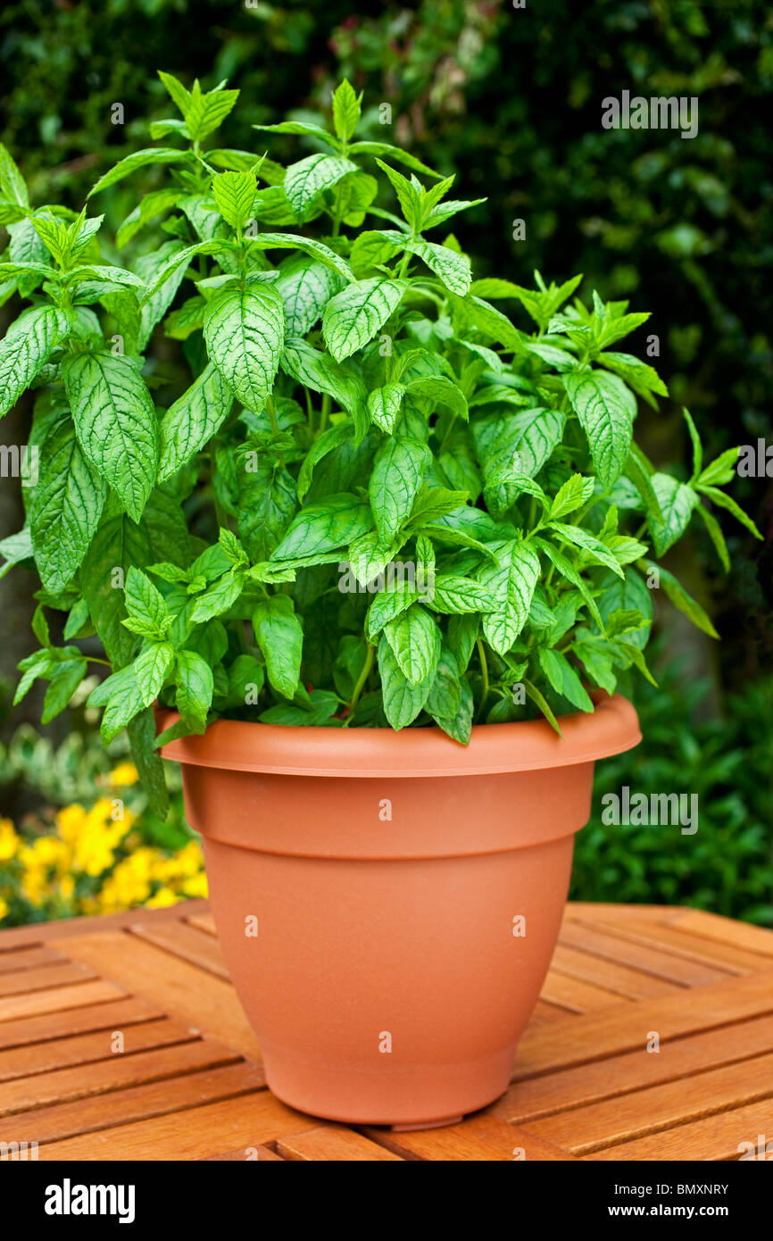 Une plante de menthe en pot Photo Stock - Alamy
