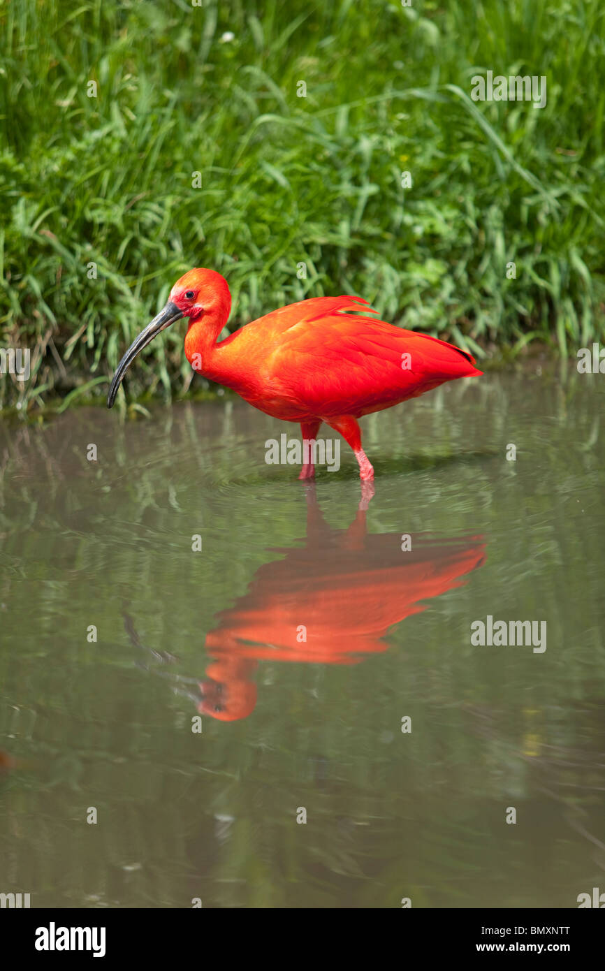 Ibis rouge reflète dans l'eau Banque D'Images