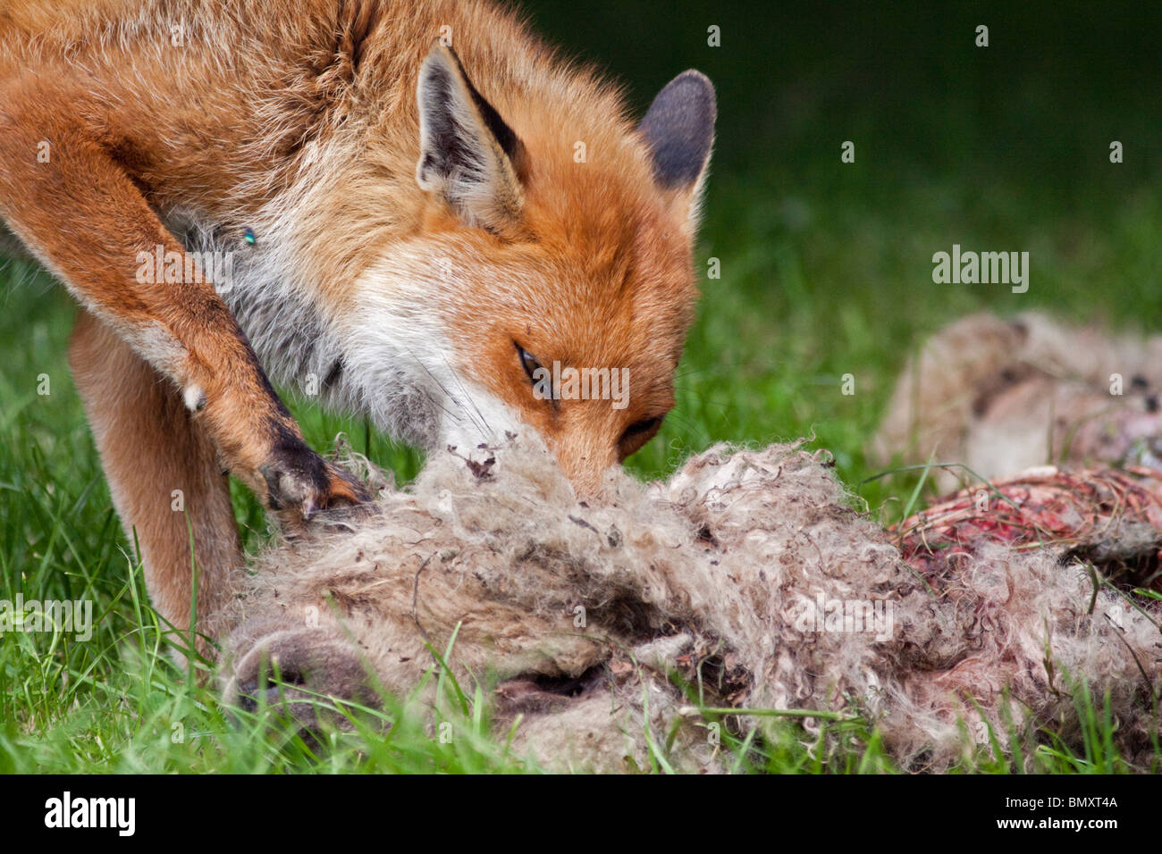 European Red Fox (Vulpes vulpes) la cueillette par les restes d'une brebis, UK Banque D'Images