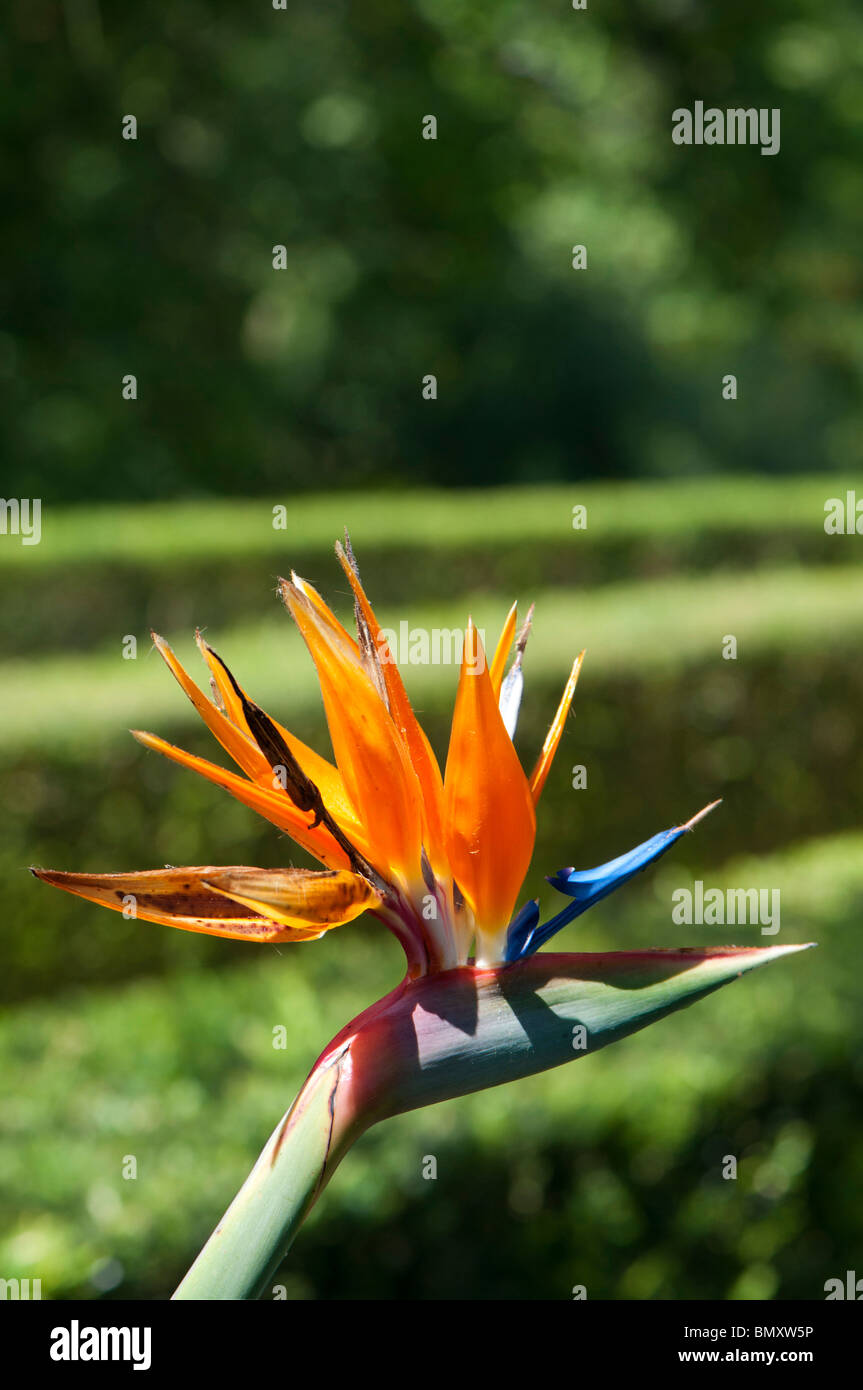 Un oiseau de paradis à fleur d'un jardin botanique à Vigo, Espagne. Banque D'Images