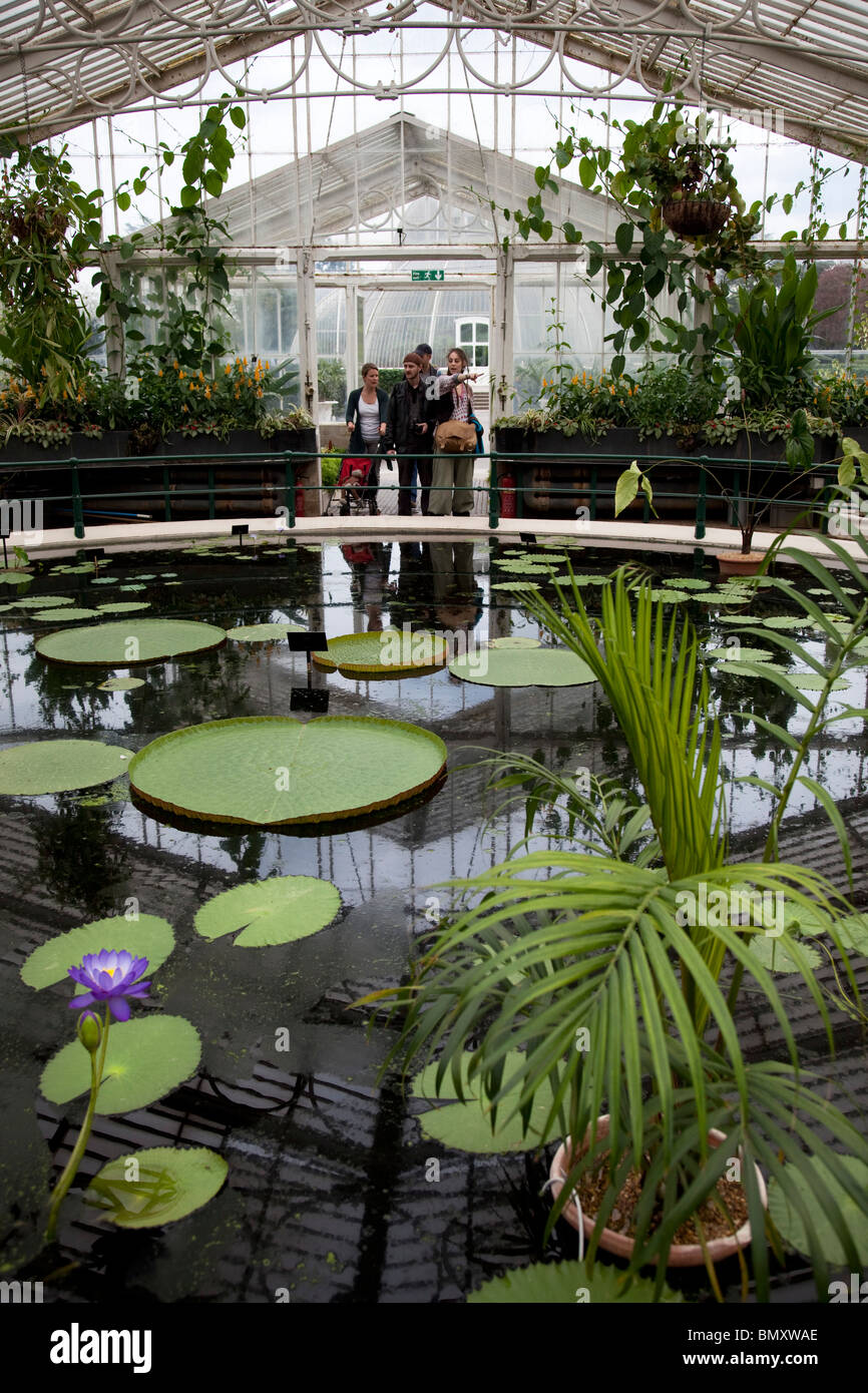 À l'intérieur de l'Waterlilly House au Royal Botanic Gardens, Kew, Londres. Banque D'Images