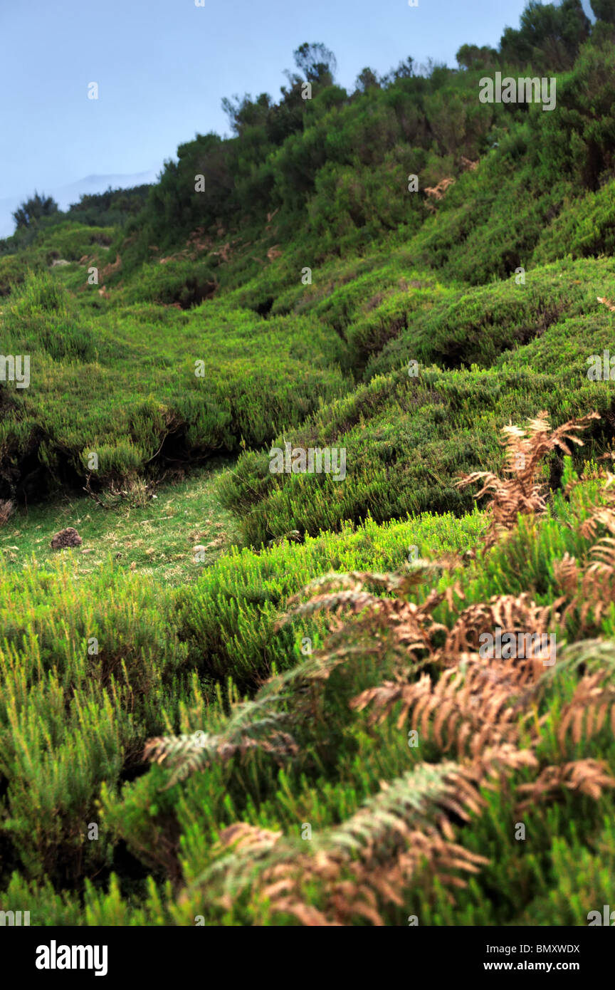 Plateau du Parc Naturel de Madère, l'île de Madère, Portugal Banque D'Images