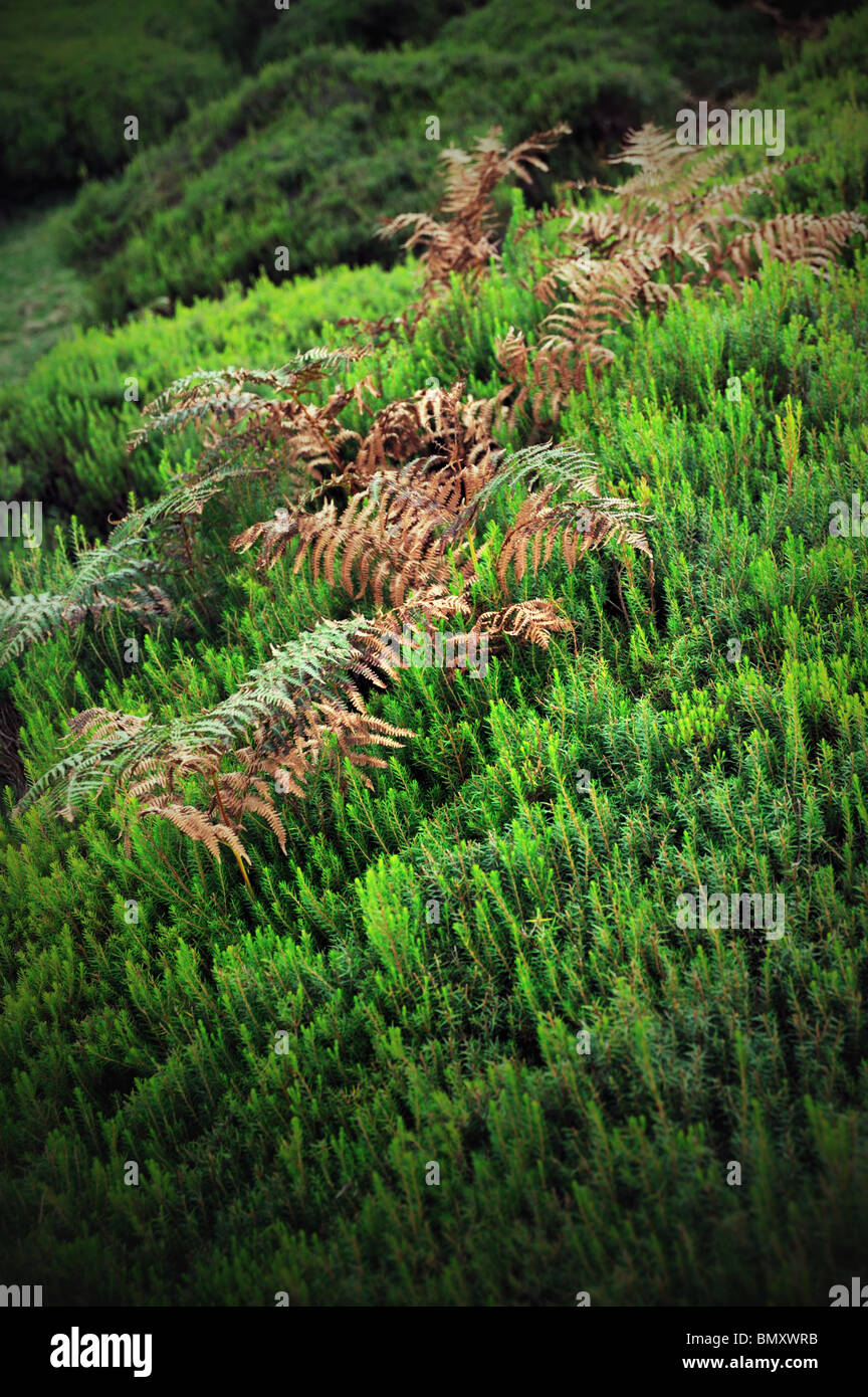 Plateau du Parc Naturel de Madère, l'île de Madère, Portugal Banque D'Images