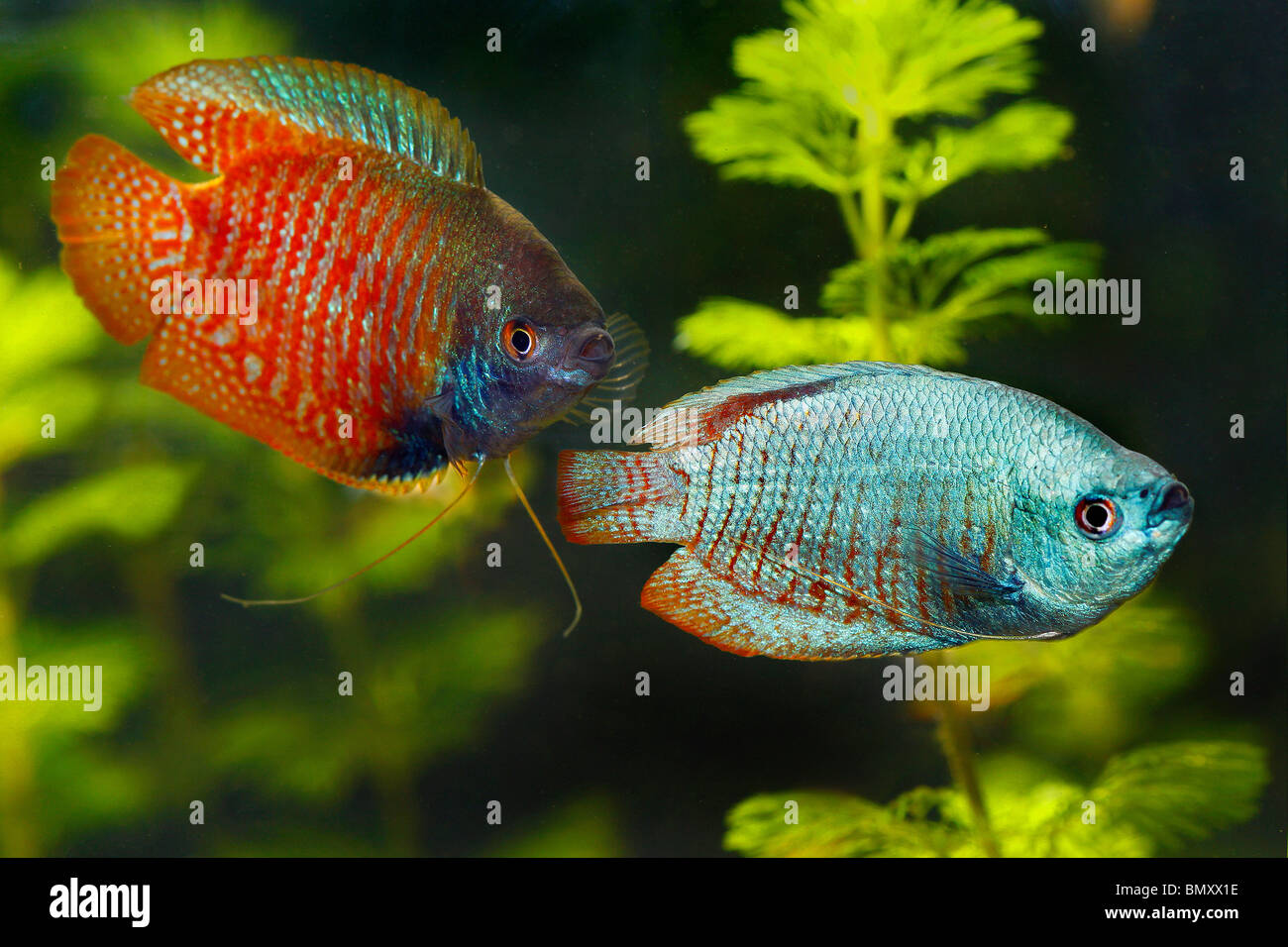 Gourami nain - Colisa lalia / couple Banque D'Images