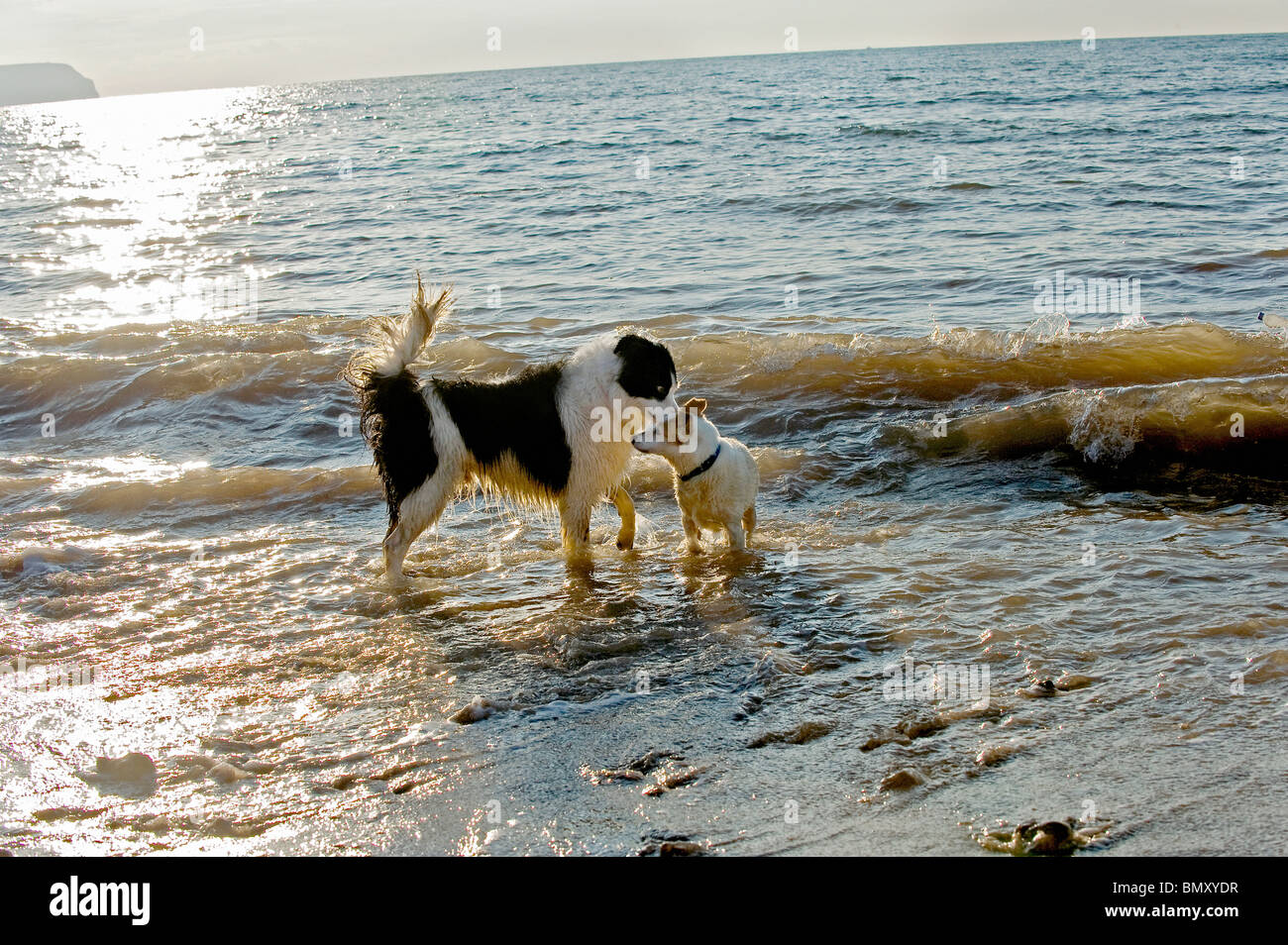 Deux chiens différents water Banque D'Images