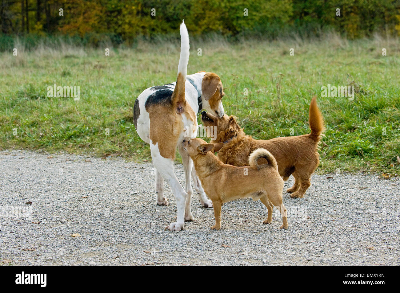 Chien domestique. Trois chiens de différentes races se reniflent les uns les autres Banque D'Images