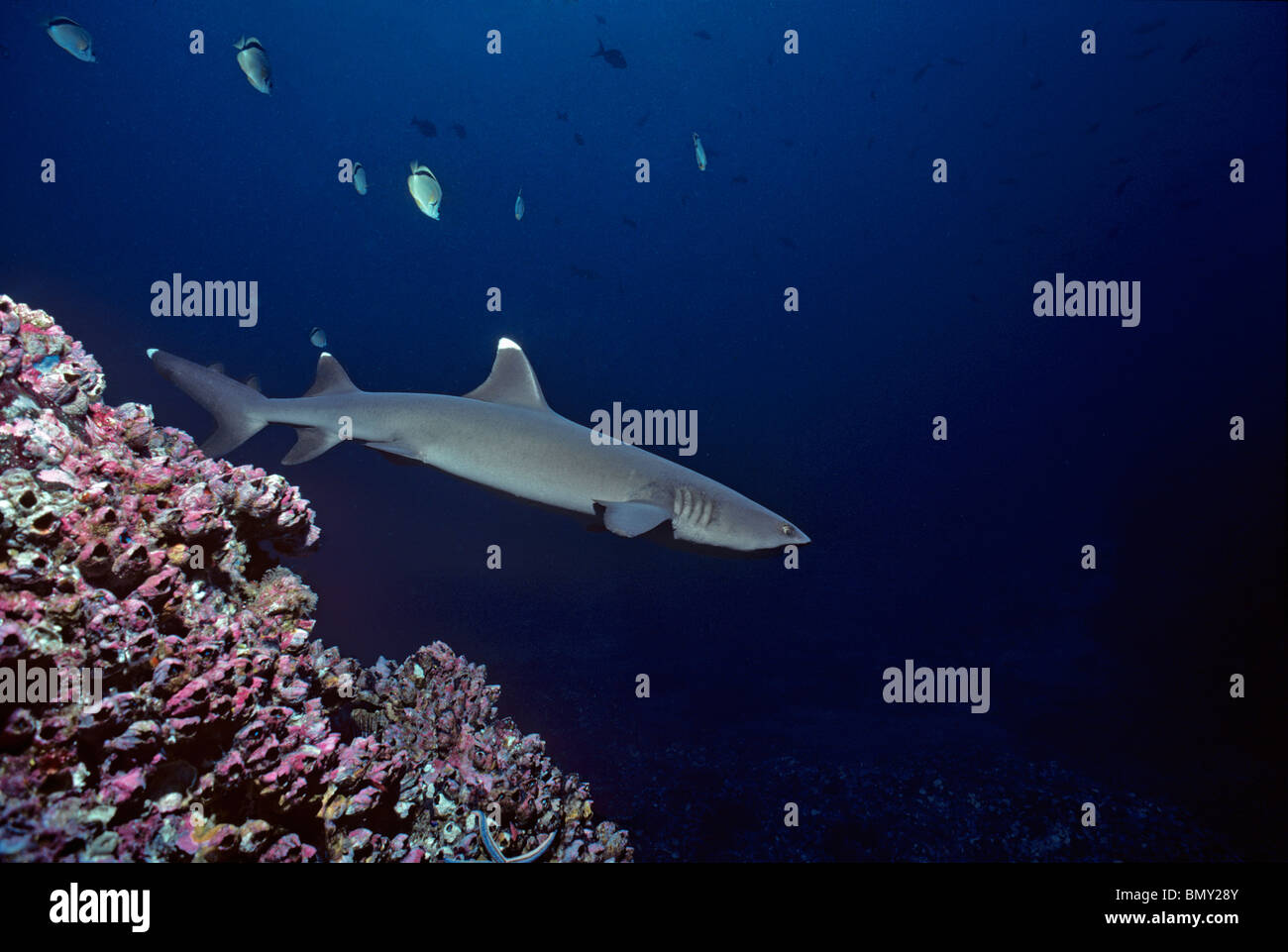 Whitetip Reef Shark (Triaenodon obesus) à chercher de la nourriture, de l'île Cocos, Costa Rica - Océan Pacifique. Banque D'Images