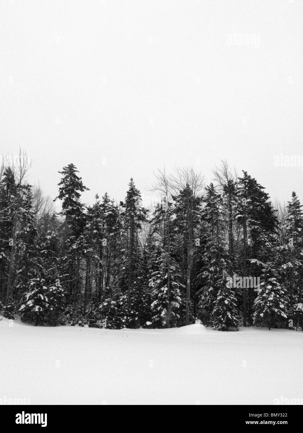 Une ligne de vert forêt de pins couverts de neige en hiver. Banque D'Images