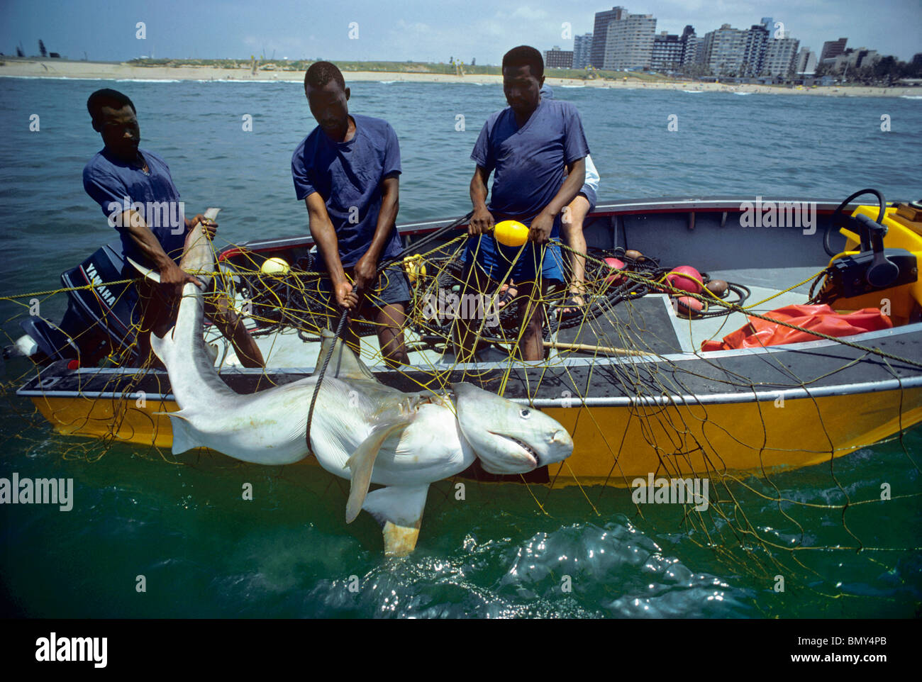 3 mètre de requin tigre (Galeocerdo cuvier) pris dans l'anti-net de requins au large de la plage de Durban, Afrique du Sud. Banque D'Images