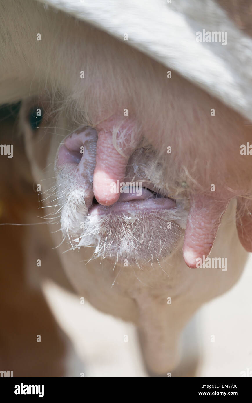 Jeune veau de l'alimentation une pis Banque D'Images