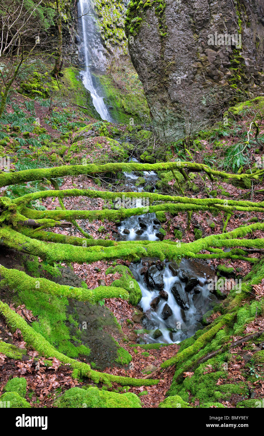 Cabin Creek et la cabine tombe avec moss couverts d'arbres abattus. Columbia River Gorge National Scenic Area, New York Banque D'Images