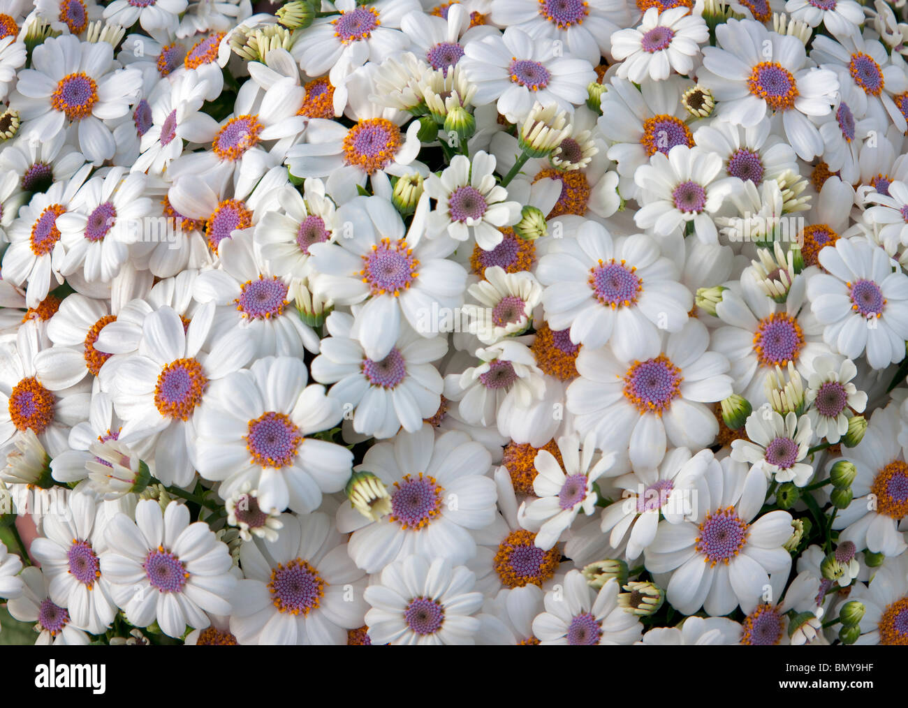 Close up of Cineraria fleurs. Al's Nursery. Oregon Banque D'Images