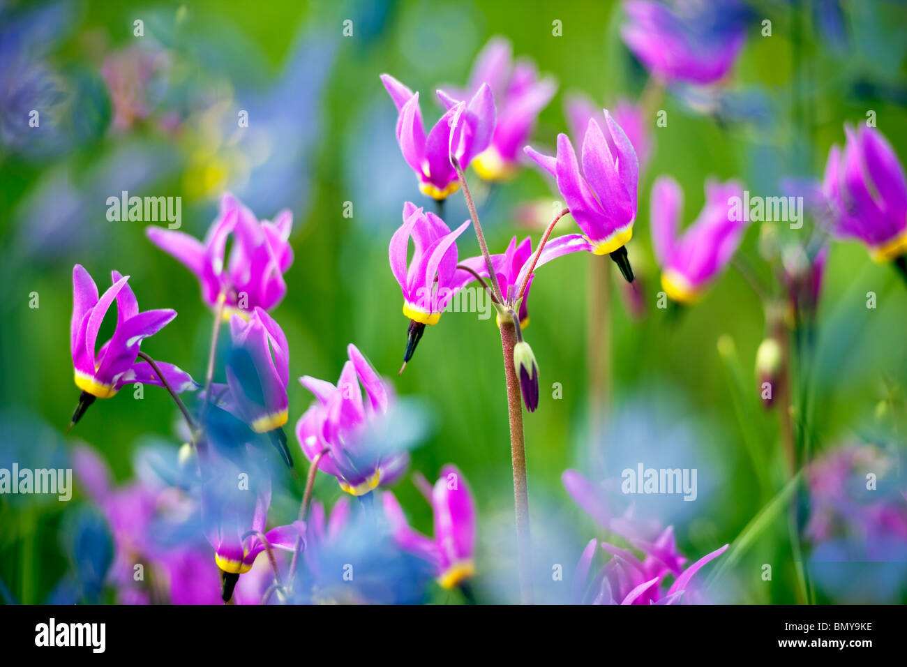 Close up of Shooting Star (Dodecatheon conjugens) camassie camash lily est floue. Près de Catherine Creek. Oregon Banque D'Images