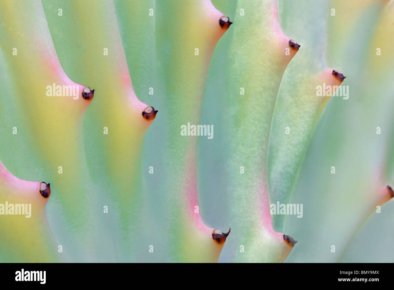 Succulentes - Elkhorn (Euphorbia lactea) close up. Oregon Banque D'Images