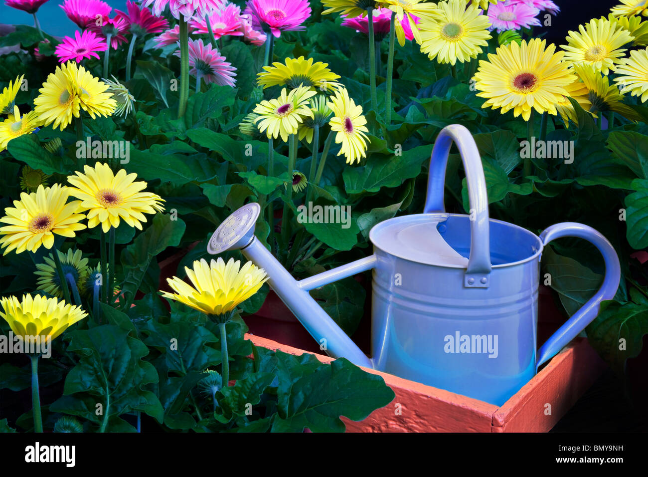 Arrosoir bleu avec Gerdera fleurs Daisy. Oregon Banque D'Images