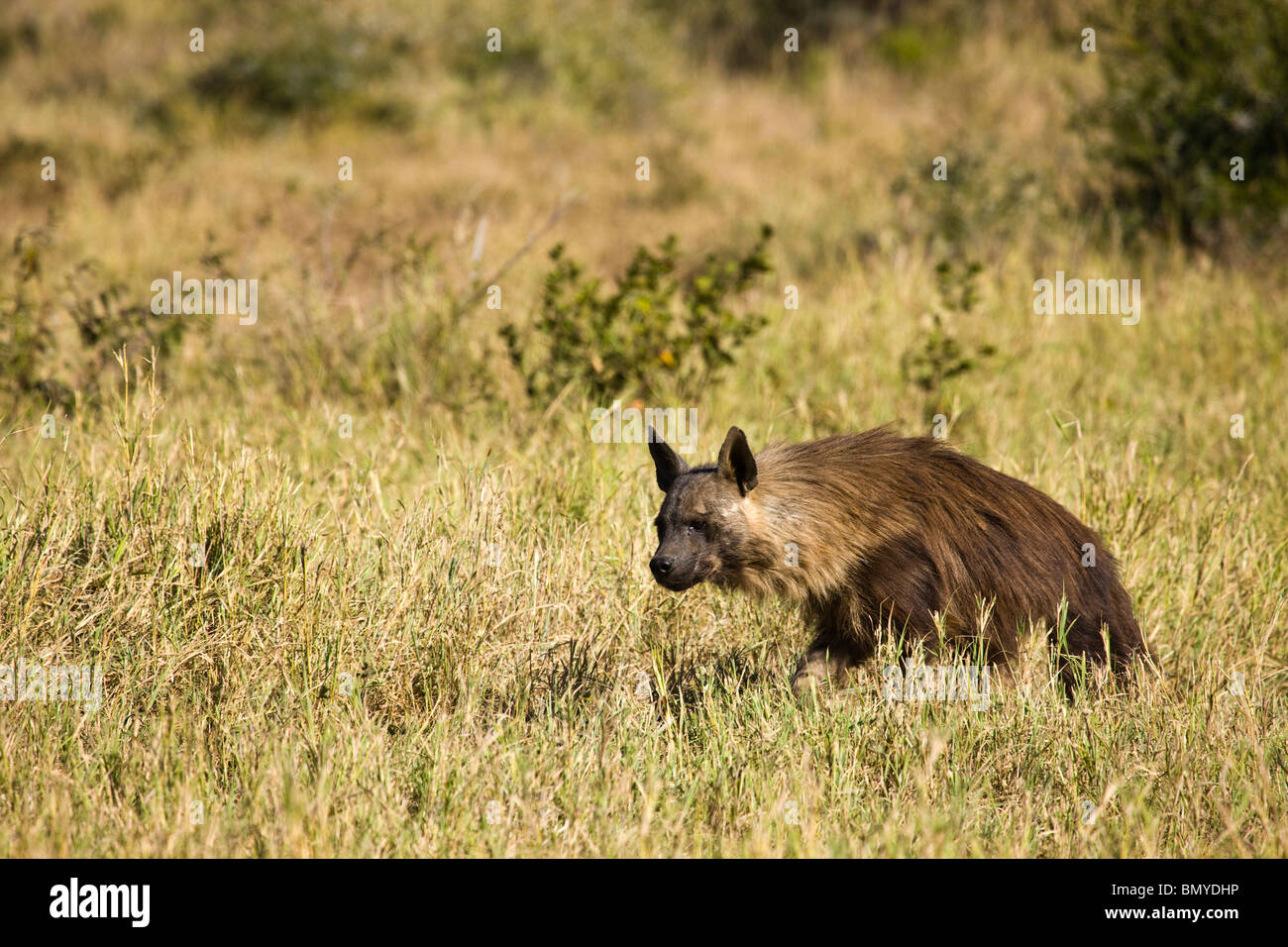 Hyène brune (Hyaena brunnea) à Madikwe Game Reserve, Province du Nord-Ouest, Afrique du Sud Banque D'Images