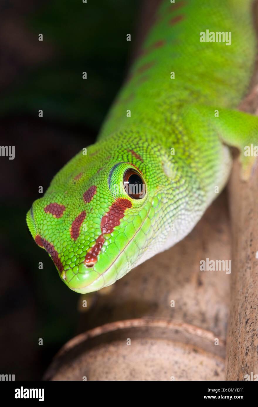 Madagascar Gecko Jour sur bambou Banque D'Images