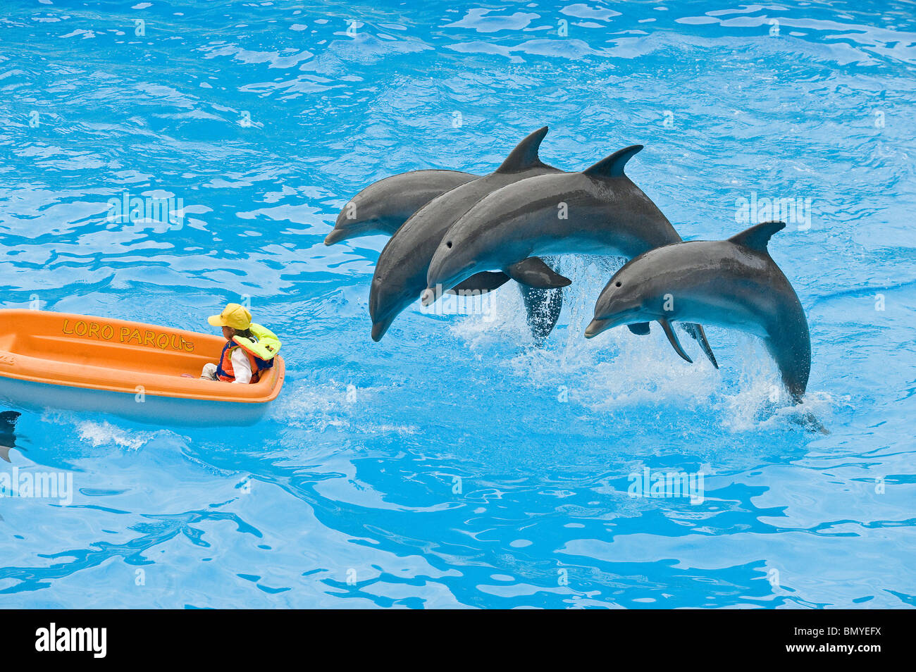 - Les dauphins sautant Banque D'Images