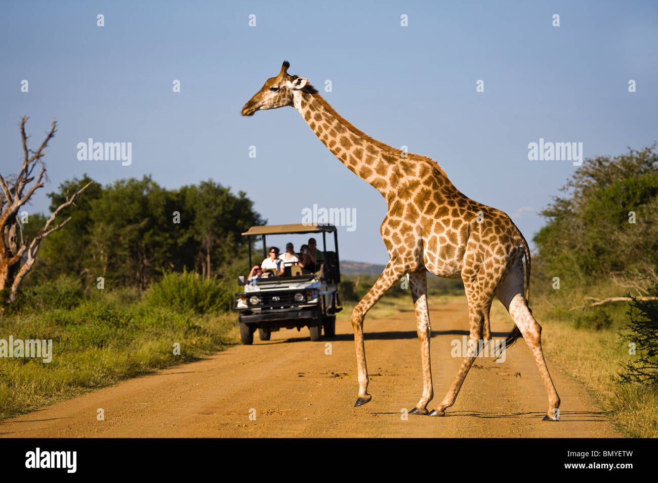 Girafe (Giraffa camelopardalis) traverser une route en face d'un véhicule de safari. Madikwe Game Reserve Banque D'Images