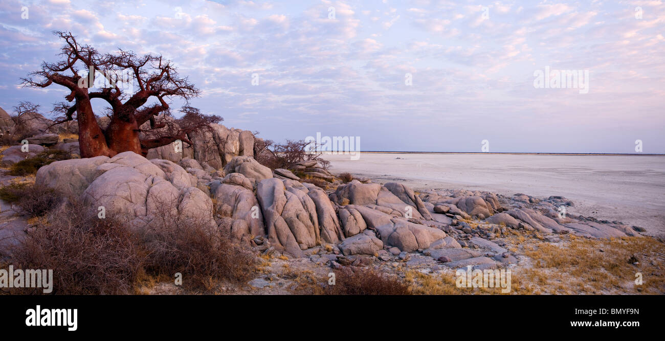Le Baobab (Adansonia digitata) tôt le matin à l'Île Kubu isolé, une mystérieuse île de roche Banque D'Images