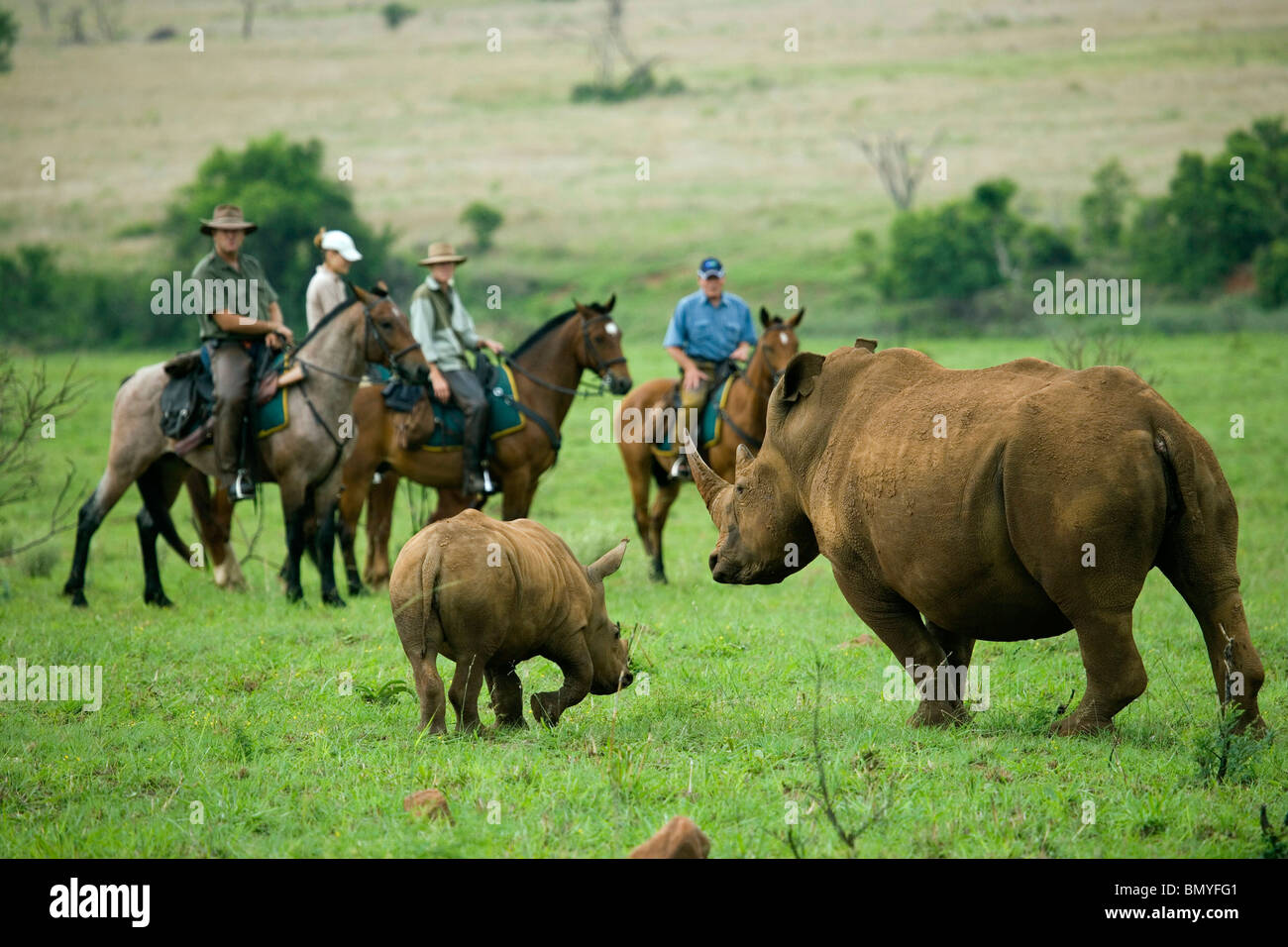 Cavaliers sur un cheval à Safari Songimvelo Game Reserve en regardant le rhinocéros blanc vache et son veau. Le Mpumalanga. L'Afrique du Sud. Banque D'Images