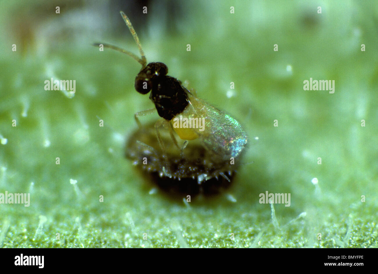 Une guêpe parasitoïde (Encarsia formosa) entre les échelles d'aleurodes parasitées serre Banque D'Images