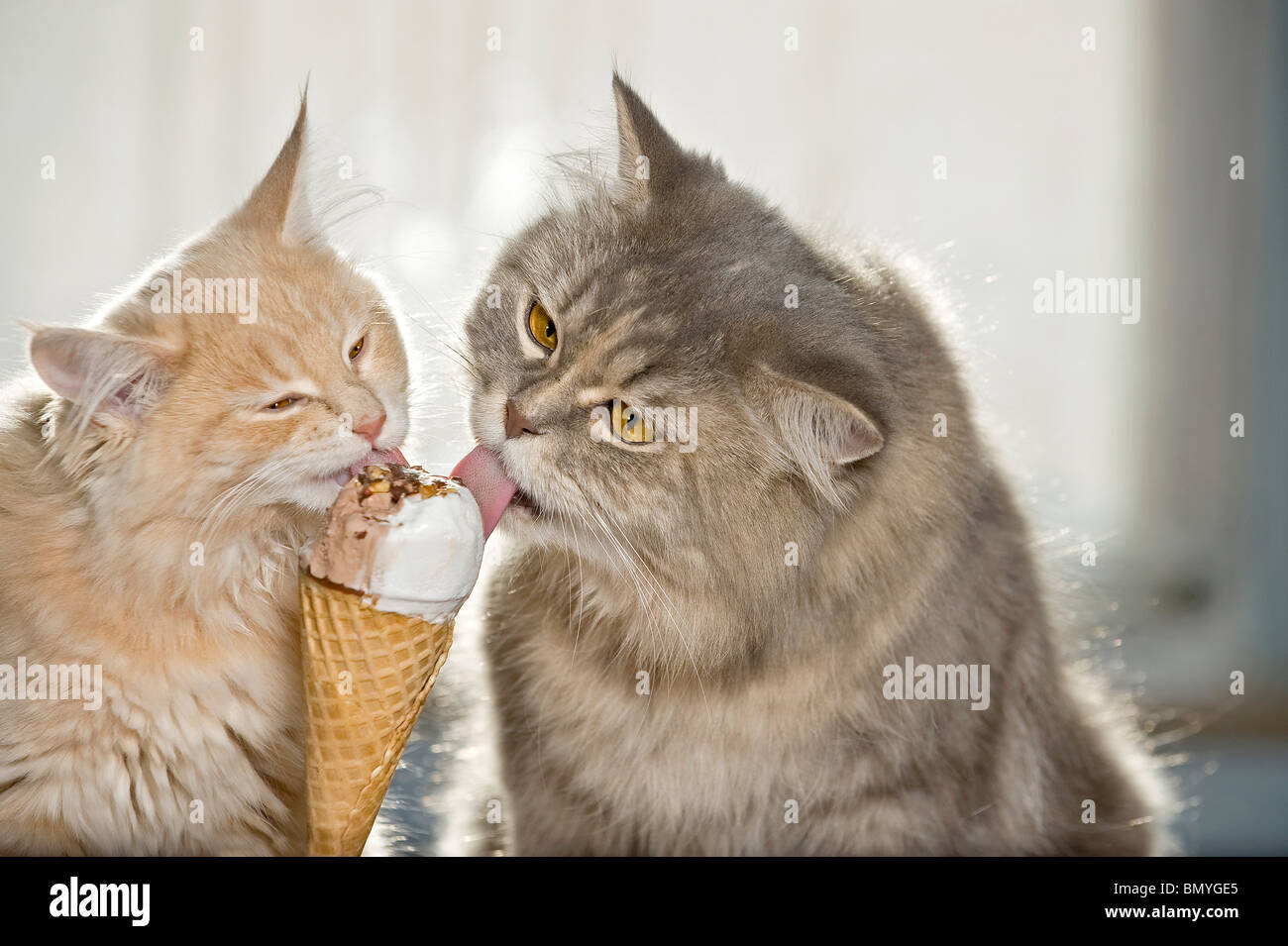 Deux Chats De Manger La Creme Glacee Photo Stock Alamy Deux Chats De Manger La Creme Glacee Photo Stock Alamy