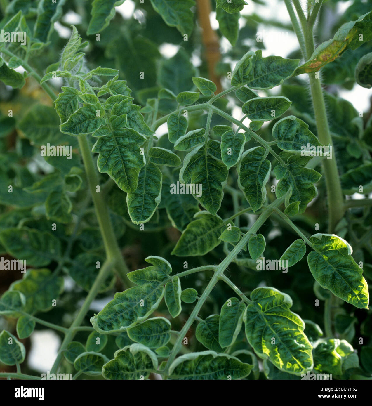 TLCV - tomato leaf curl virus symptômes sur un plant de tomate en serre Banque D'Images