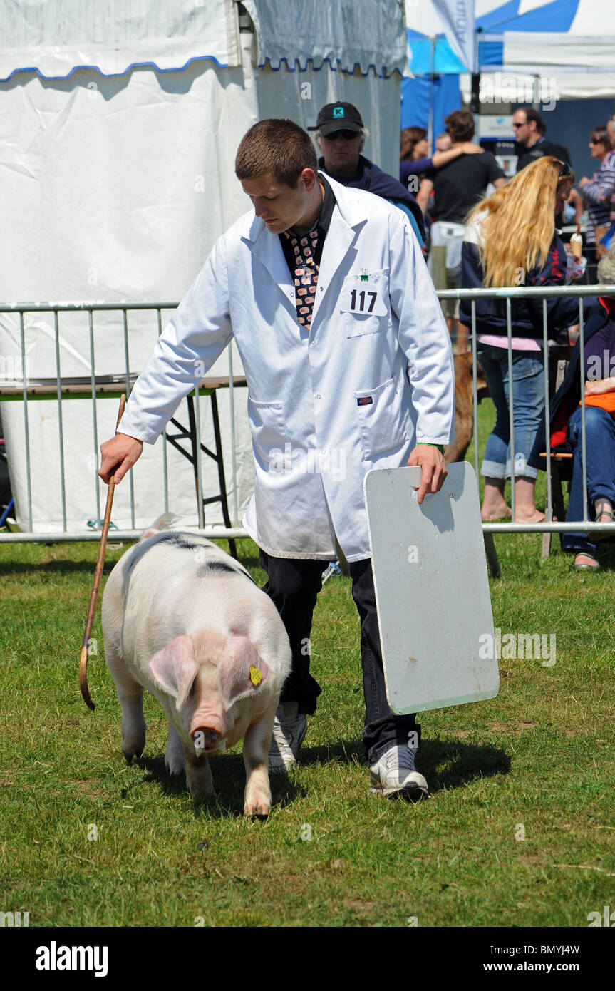 Le cochon de concours au royal cornwall show, wadebridge, Cornwall, uk Banque D'Images Le cochon de concours au royal cornwall show, wadebridge, Cornwall, uk Banque D'Images