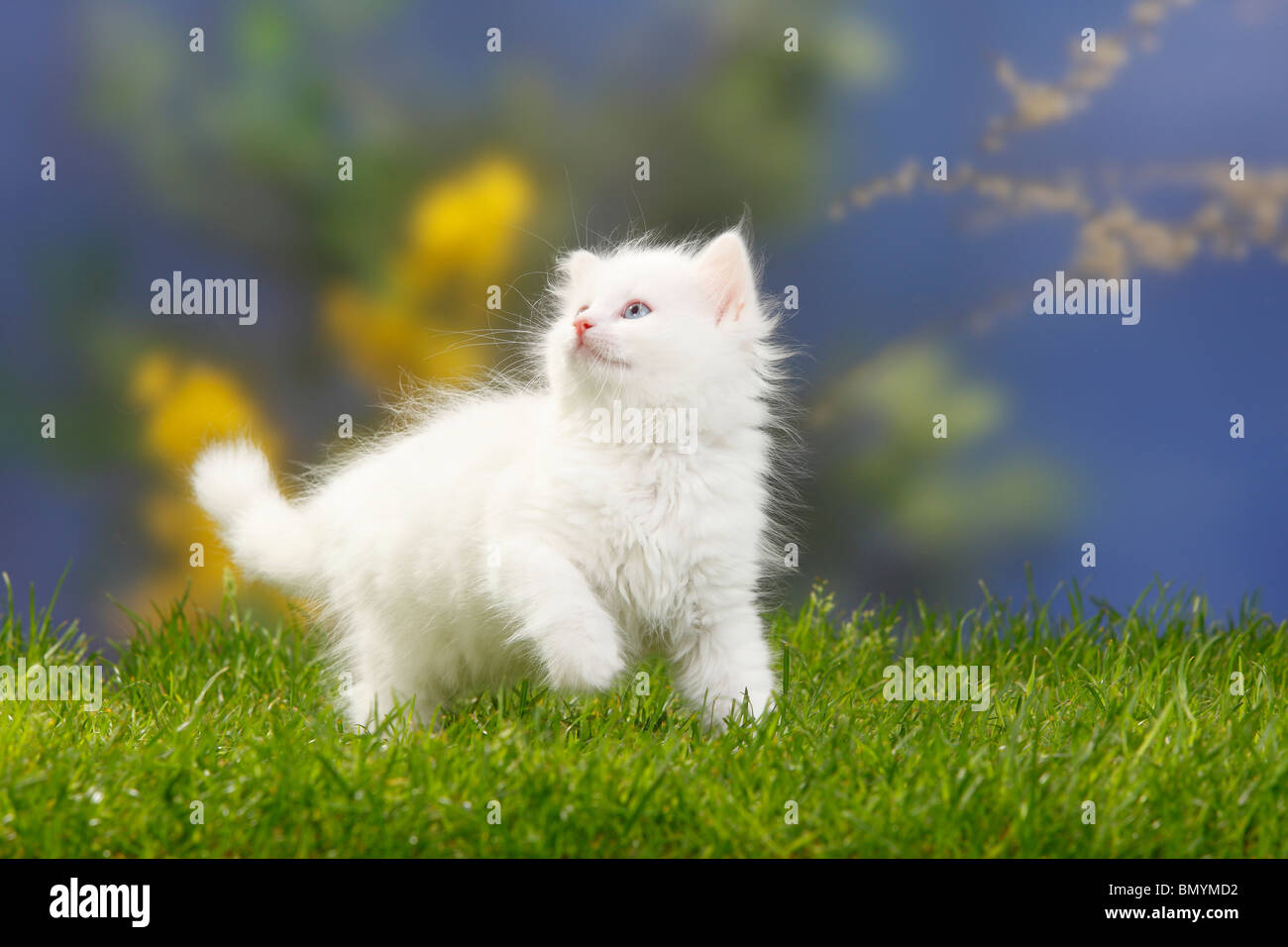 Chat, chaton des forêts sibériennes, 7 semaines, blanc / chat sibérien, de la Sibérie Banque D'Images