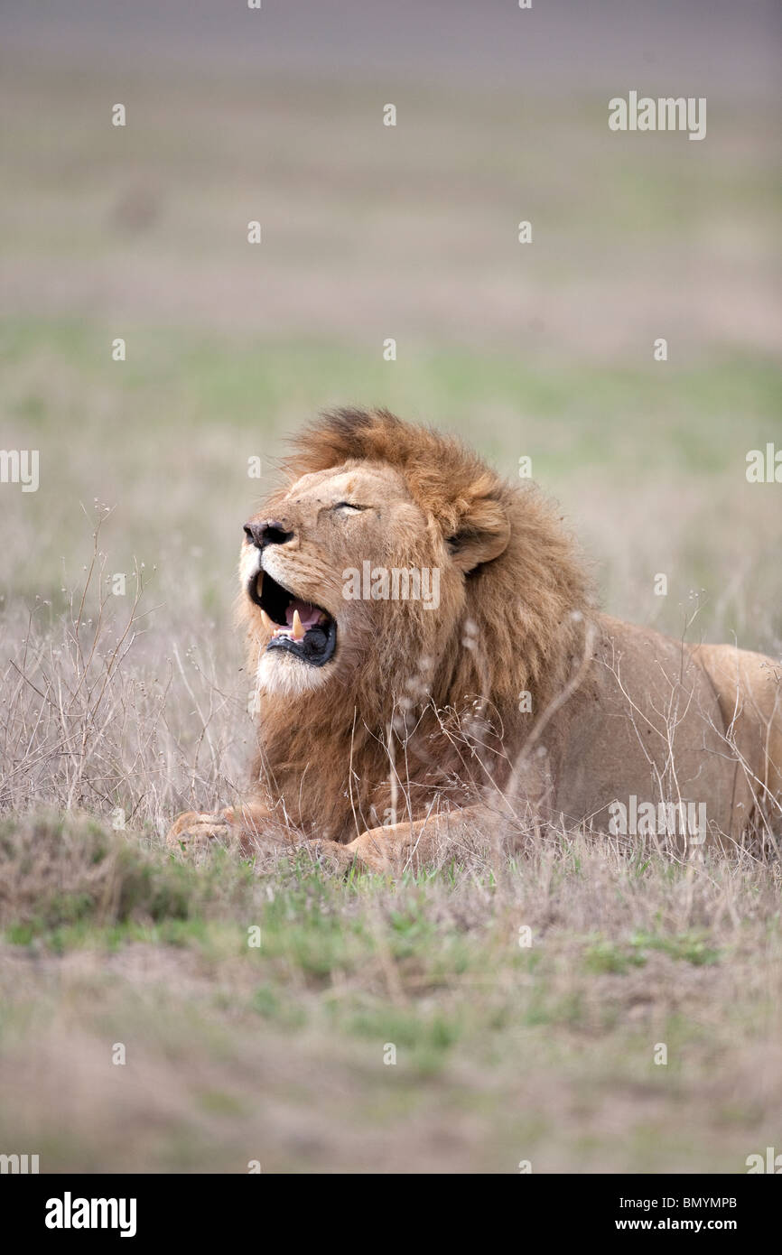 Roaring lion Panthera leo dans le Ngorongoro, en Tanzanie Banque D'Images