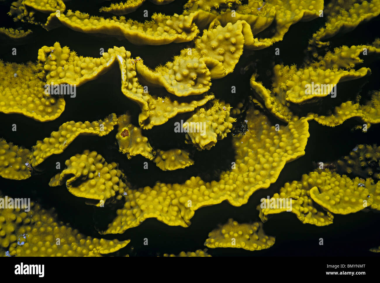 Mer Rouge Corail Corail jaune Turbinaria Turbinaria reniformis () - L'Egypte, Mer Rouge ...