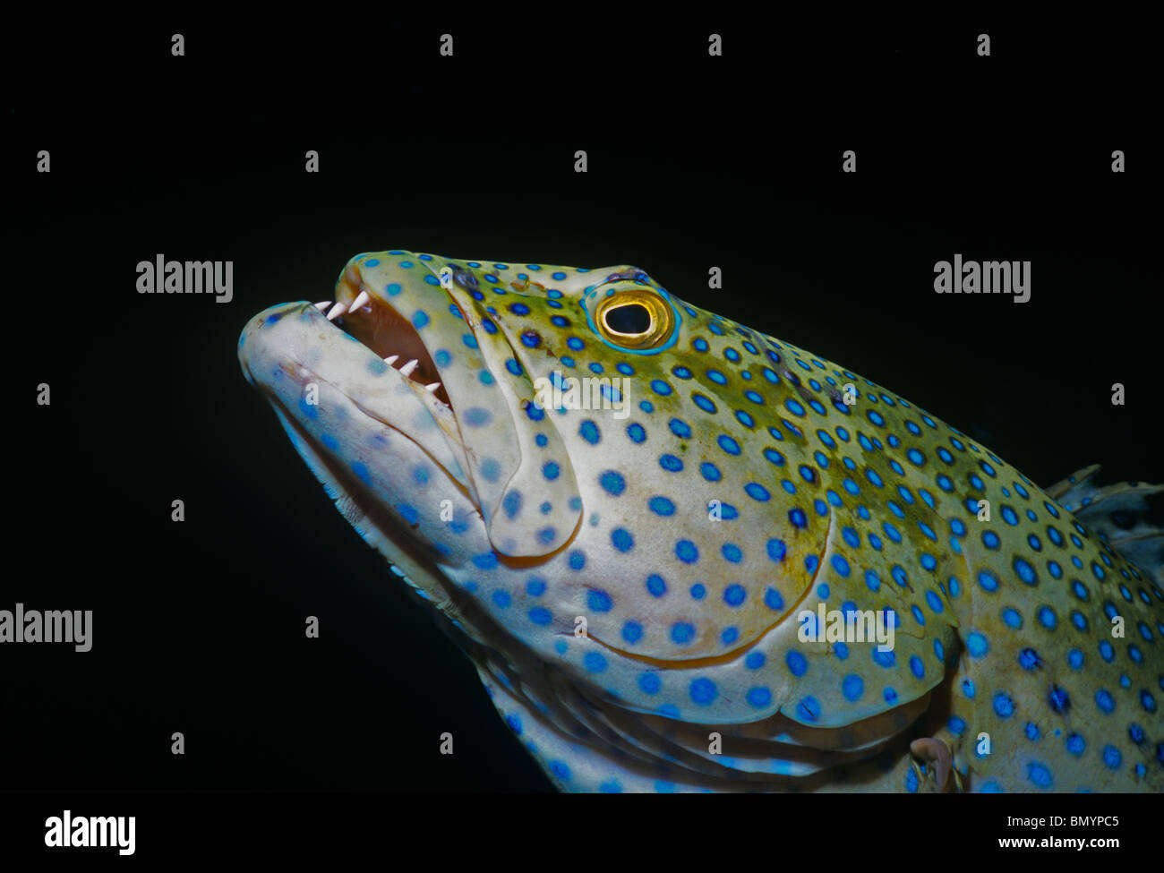 Mérou paon (Cephalopholis argus). Egypte - Mer Rouge Banque D'Images