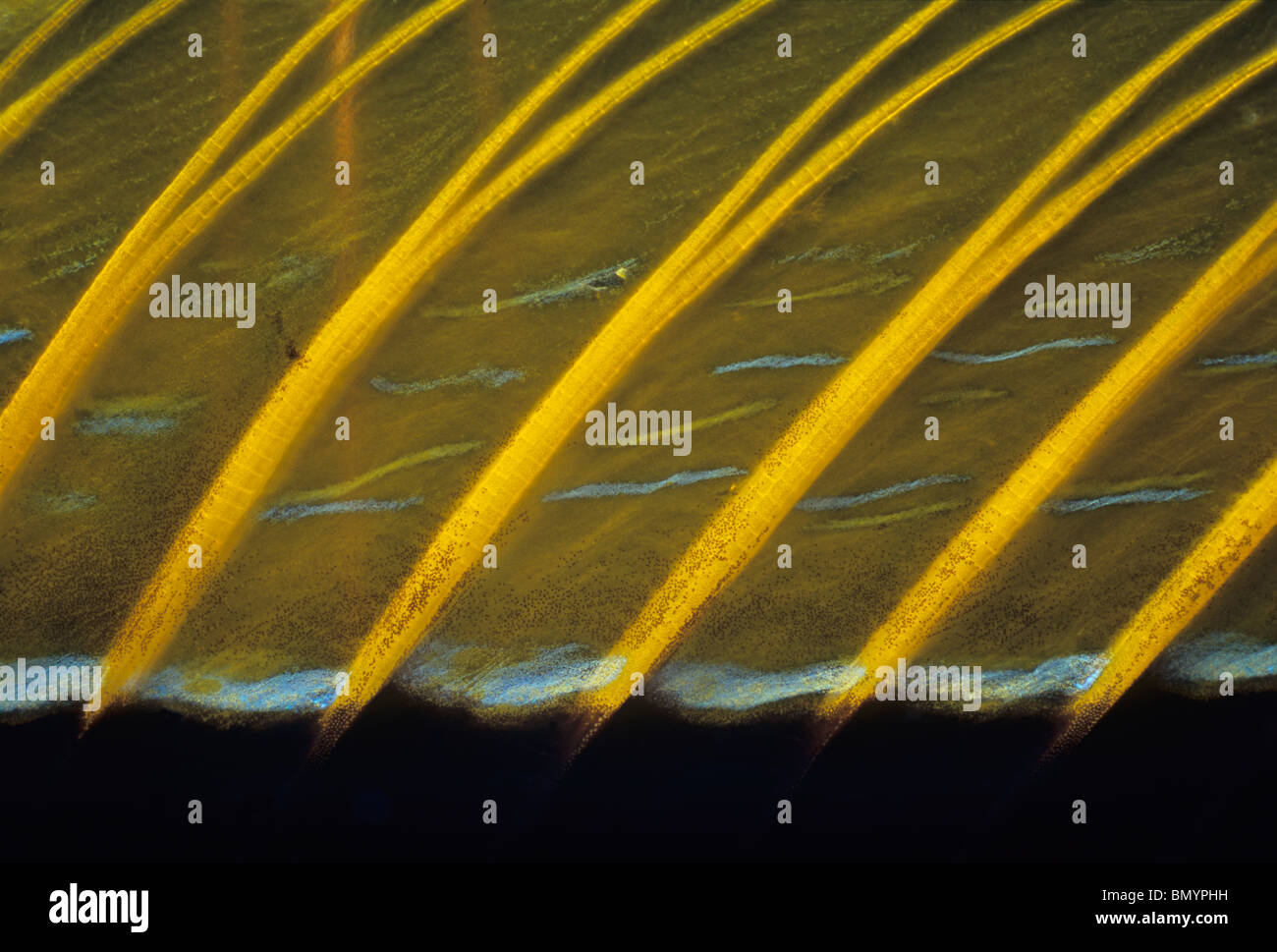 Goldfish Orangespine Nageoire dorsale (Carassius auratus). Egypte - Mer Rouge Banque D'Images